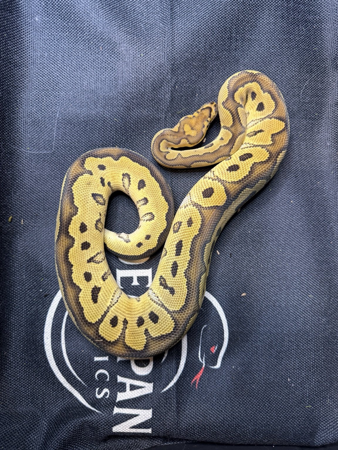 2025 Ball Python - Clown (male)