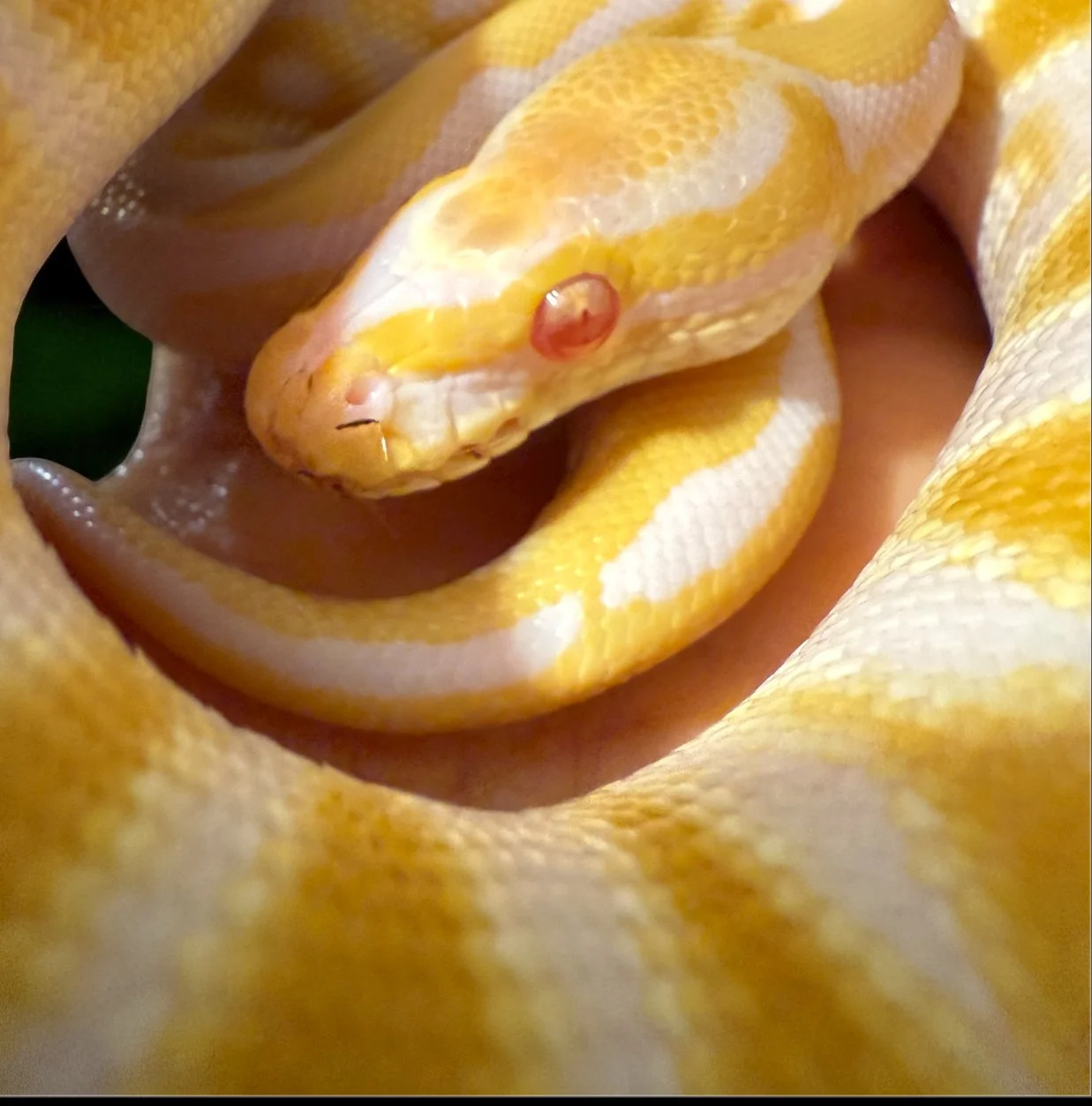 2025 Ball Python - Albino (male)