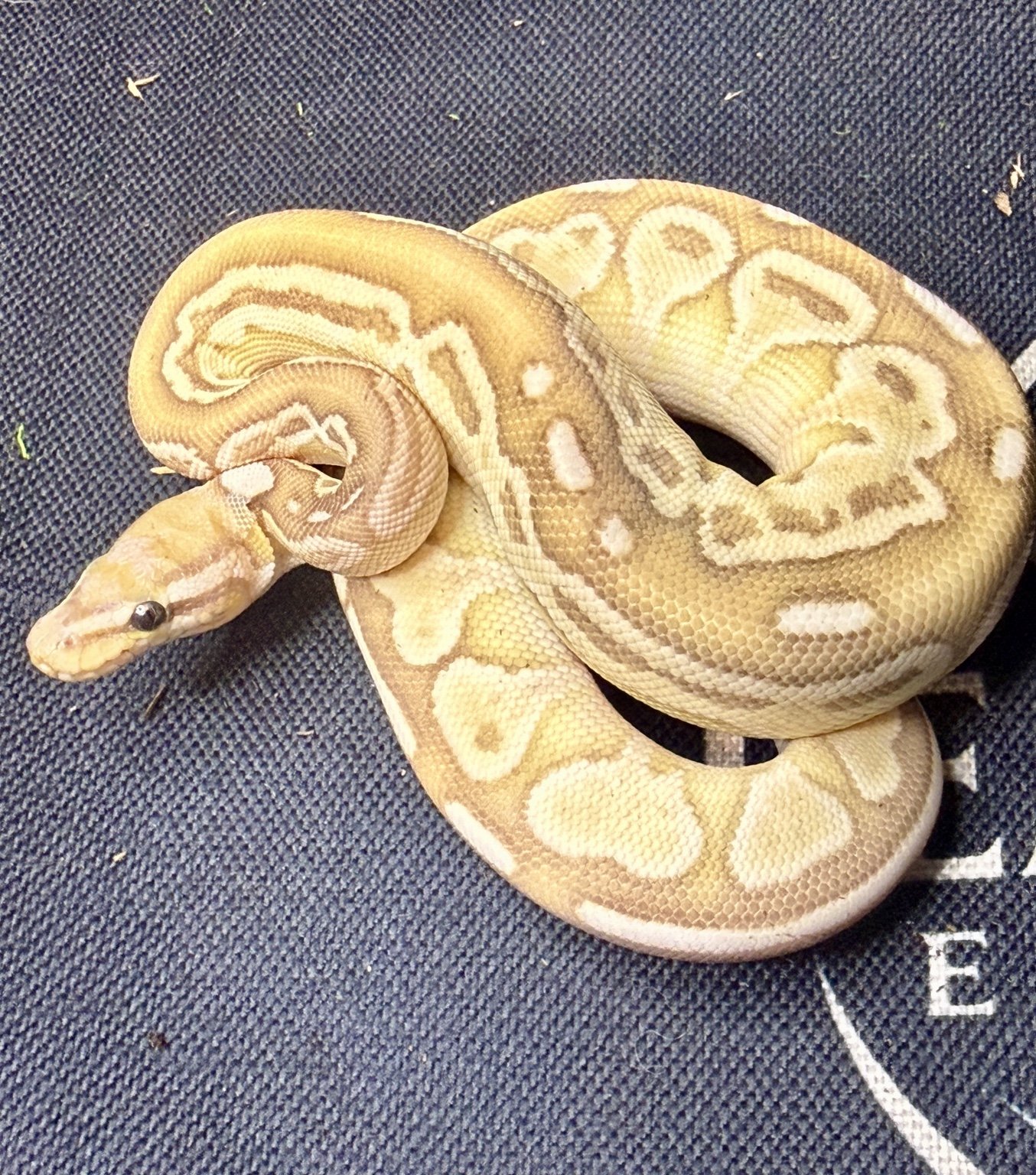 2025 Banana Butter het Red Axanthic - Male