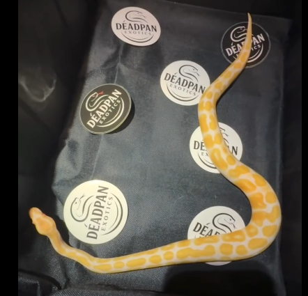 2025 Ball Python - Albino (male)