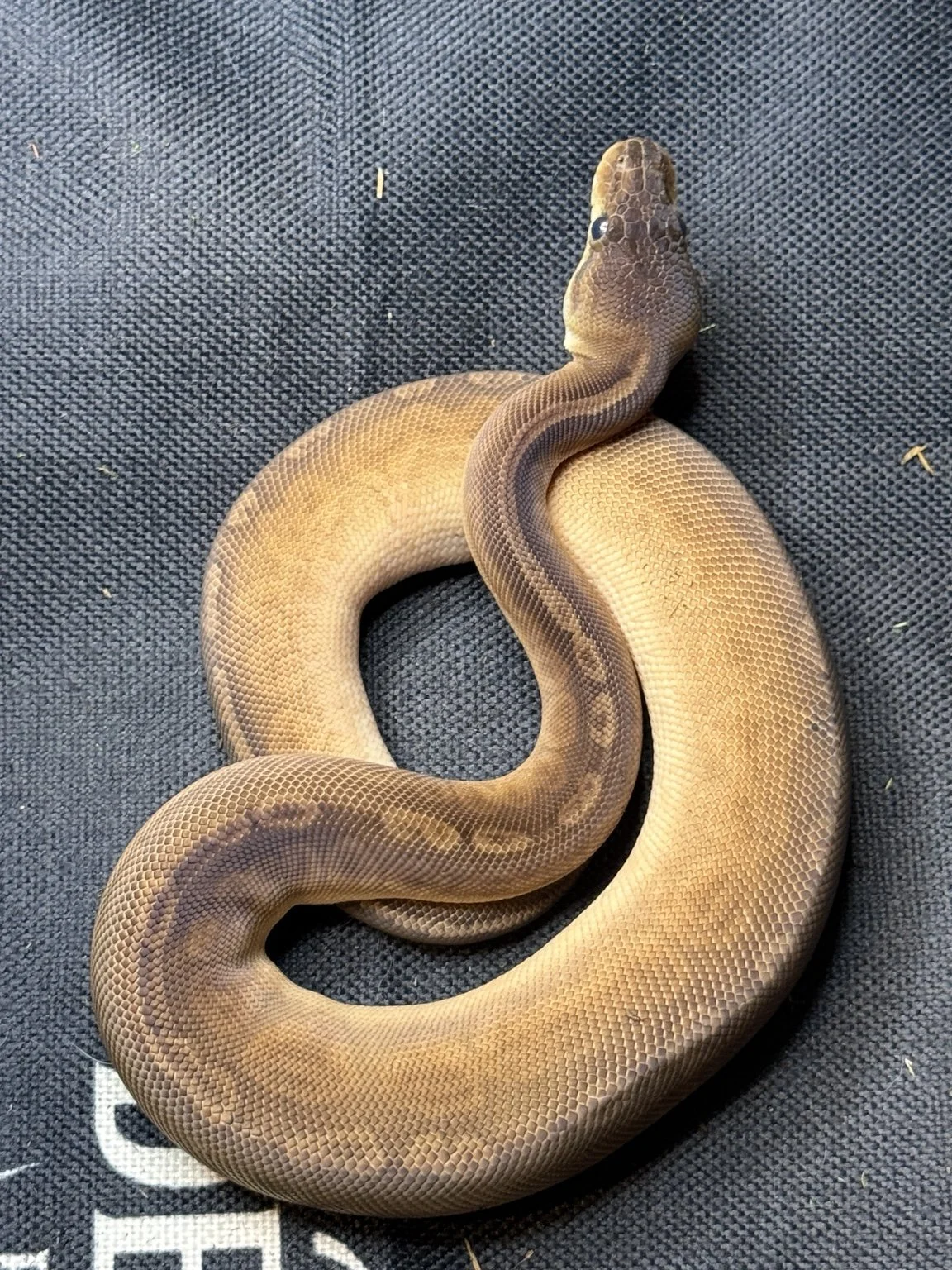 2025 Sunset Cinnamon - Female