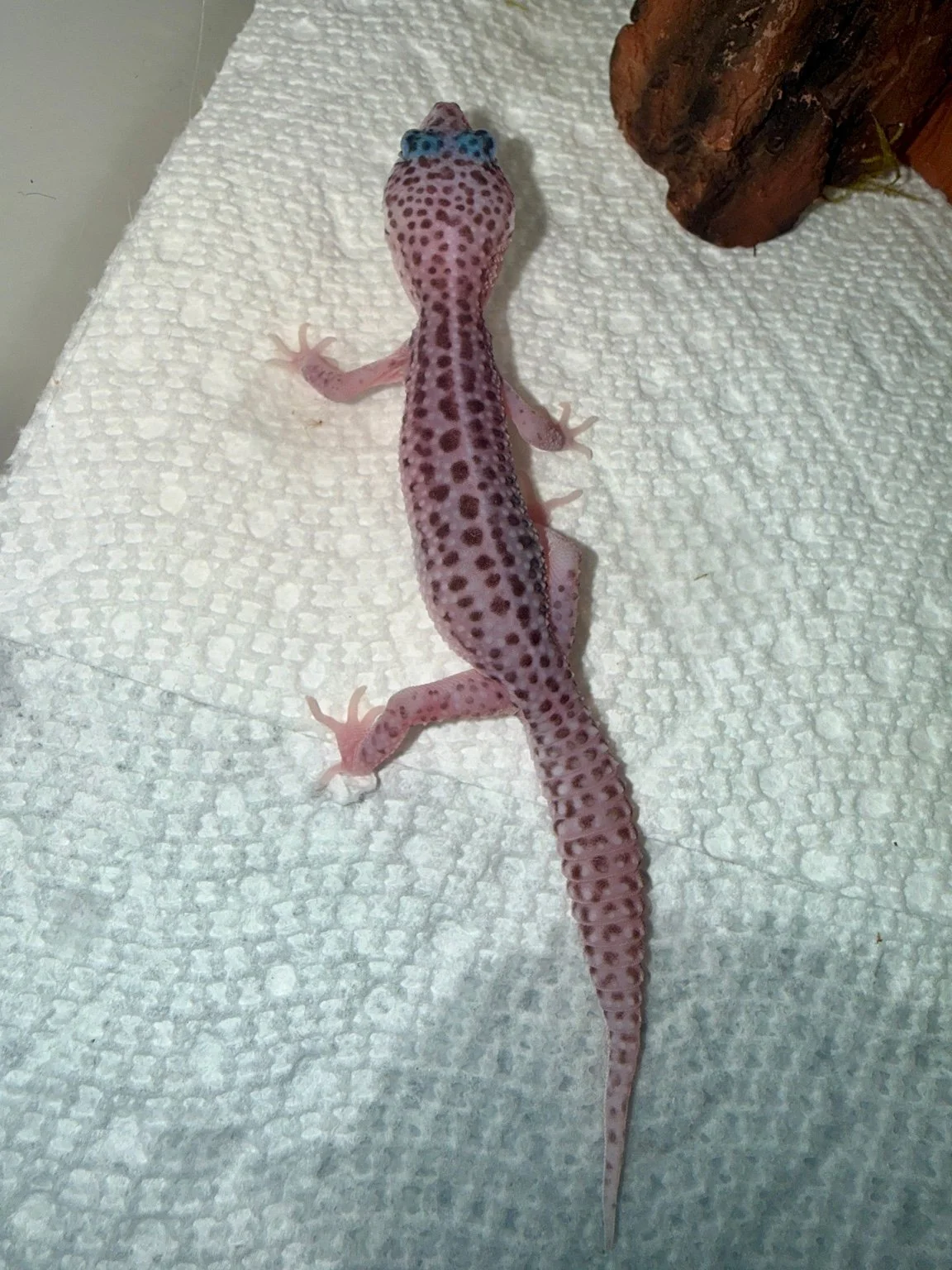 Mack Super Snow.jpeg