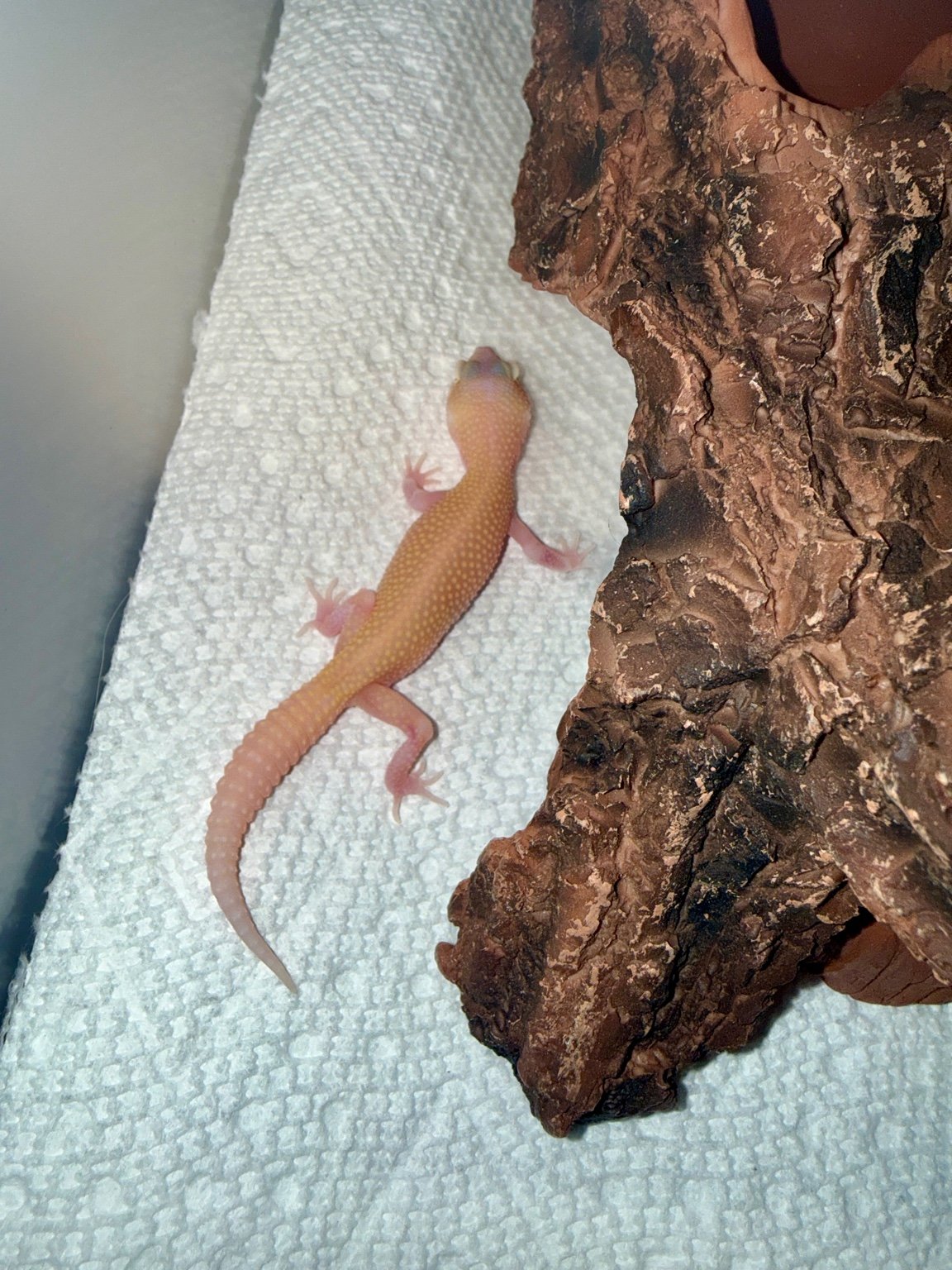 Raptor - Snake Eyes.jpeg