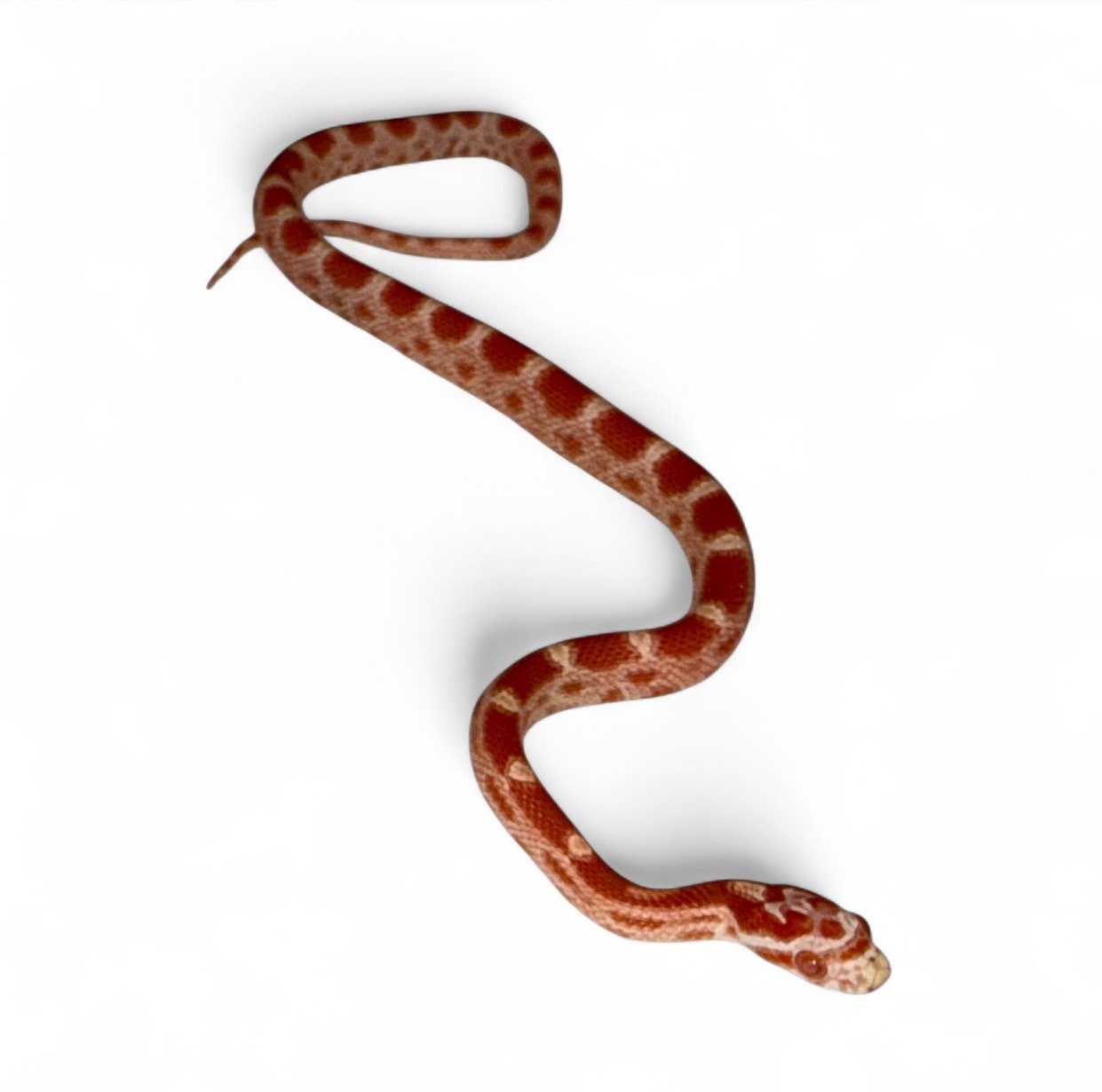 2025 Corn Snake - Albino