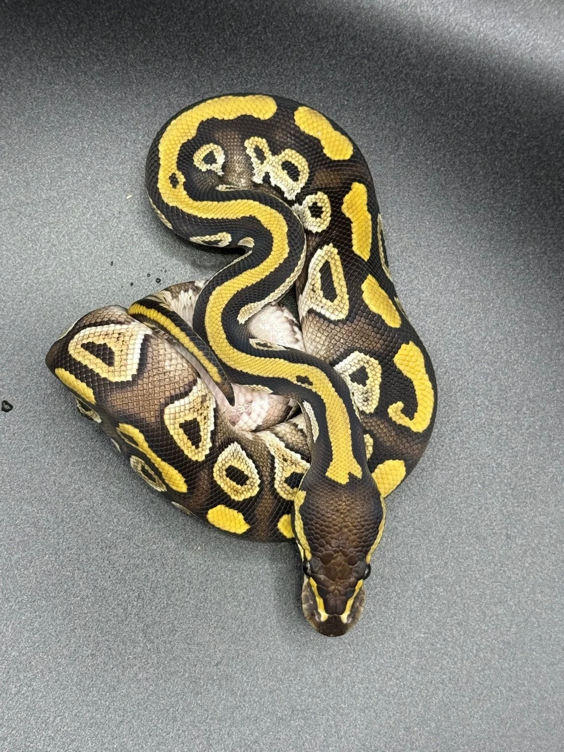 2025 Ball Python - Mojave
