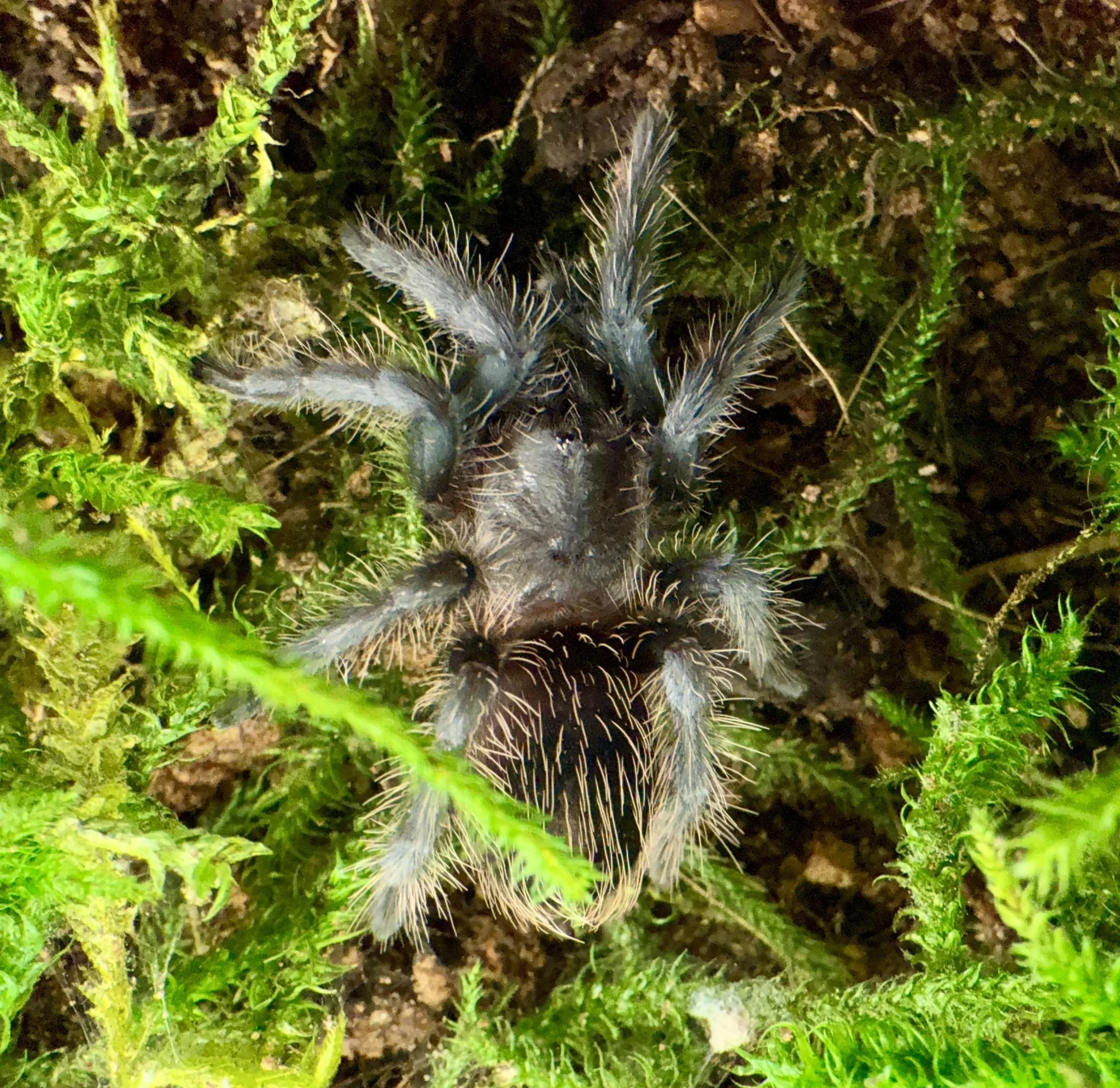 1.5"-2" Curly Hair Tarantula (Tliltocatl albopilosus)