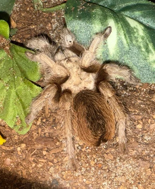 Arizona Blonde (Aphonopelma chalcodes) 3 - 4"