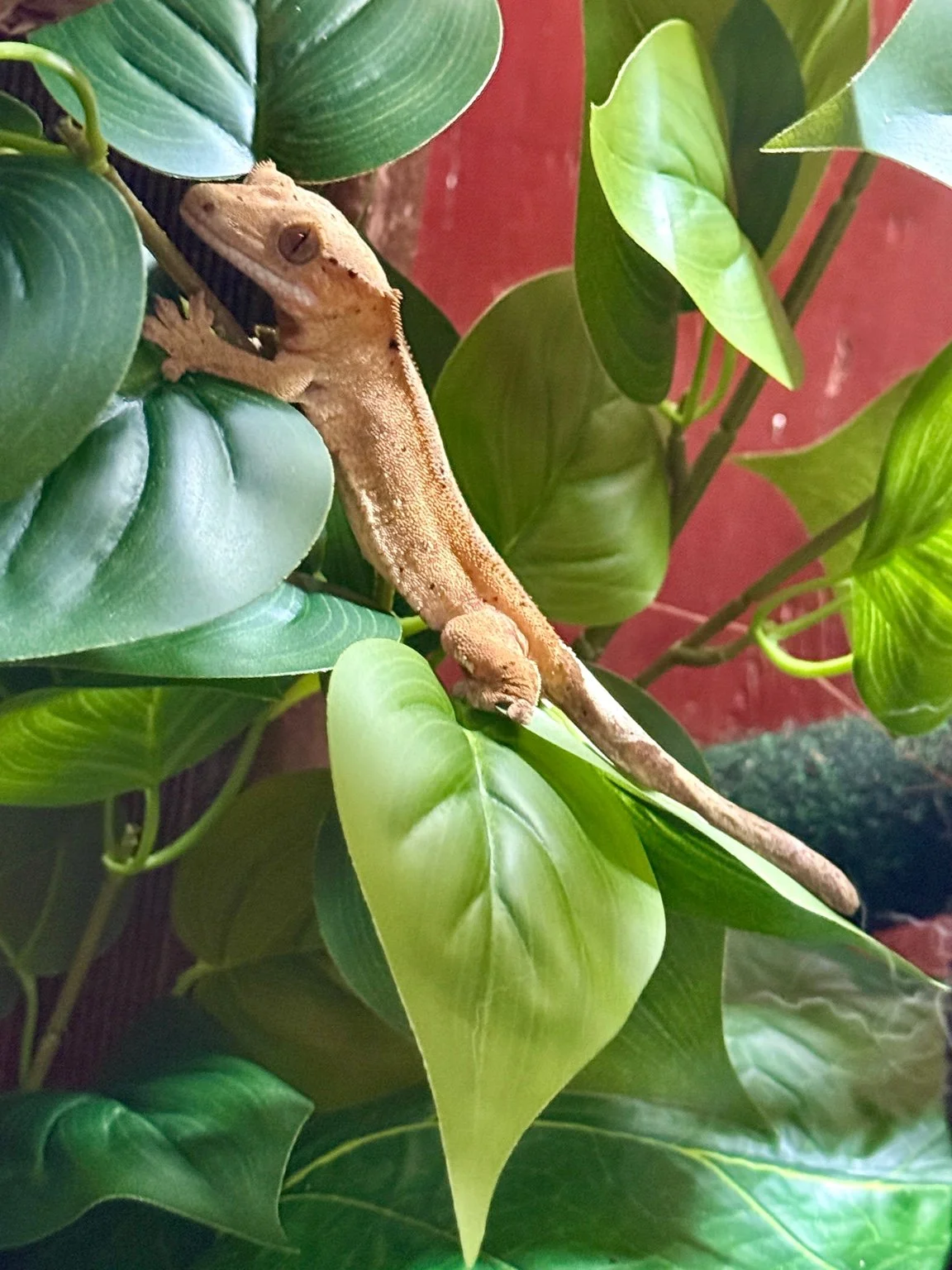 Dalmation Gecko 2.jpeg