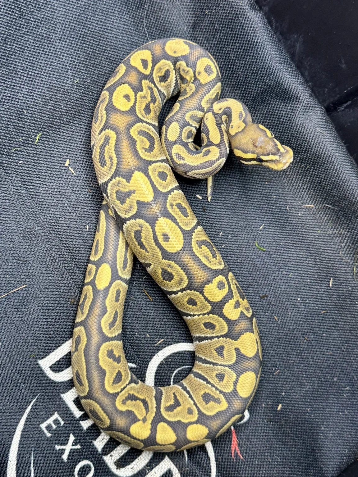 2025 Ball Python - Hypo (male)