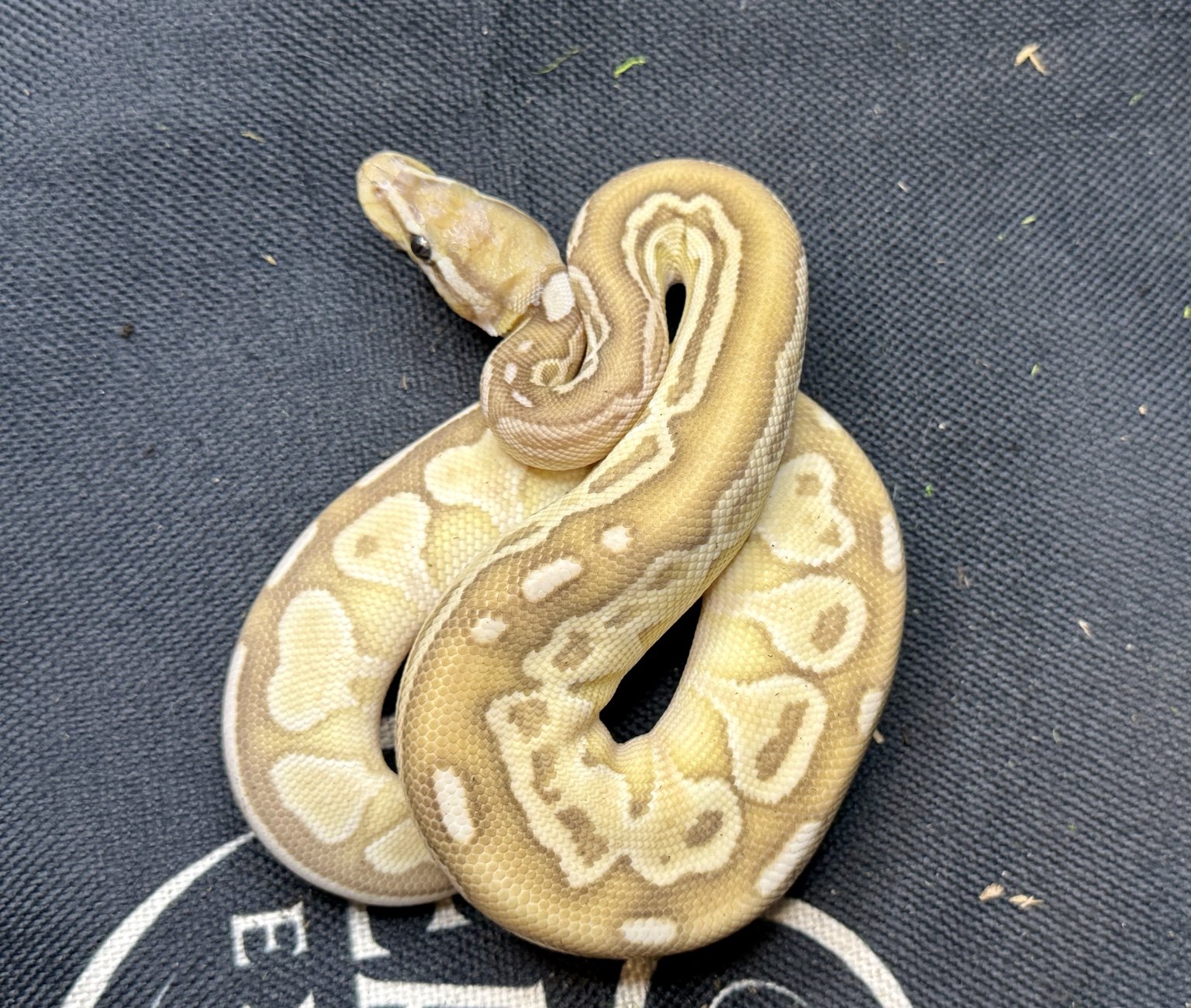 BUTTER 1.jpeg