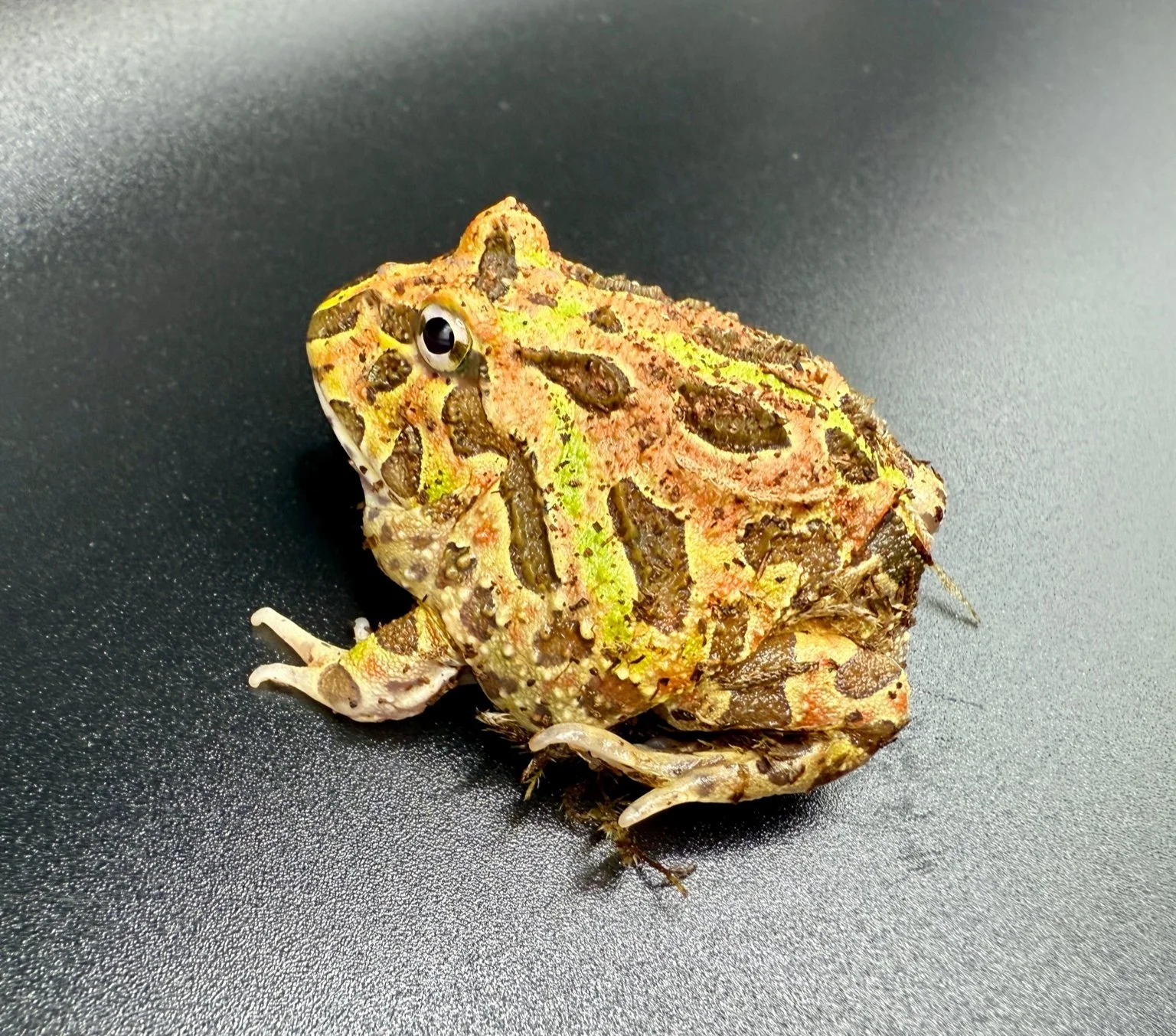 Pacman Frog - Camouflage