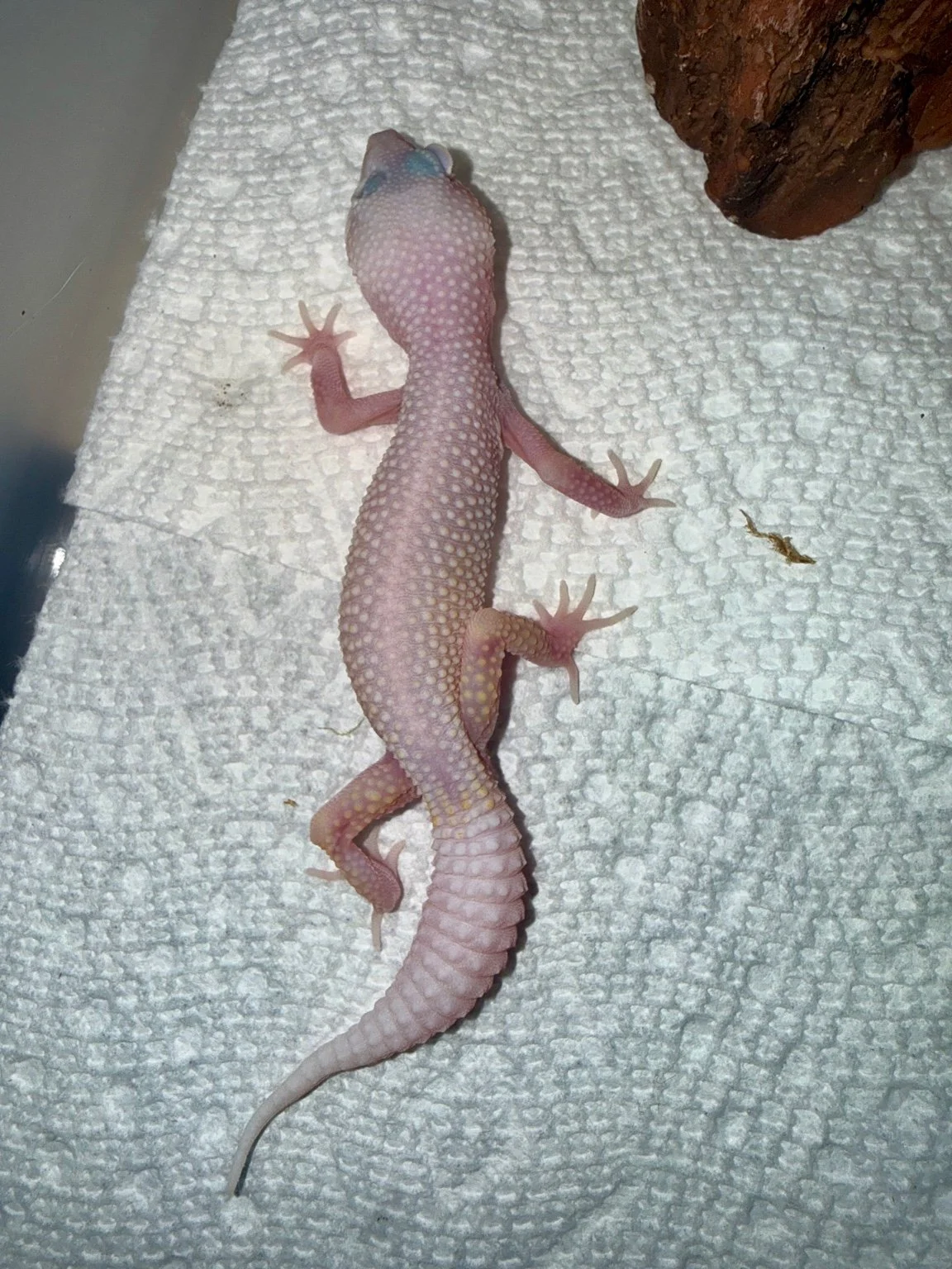 Diablo Blanco - snake eyes.jpeg