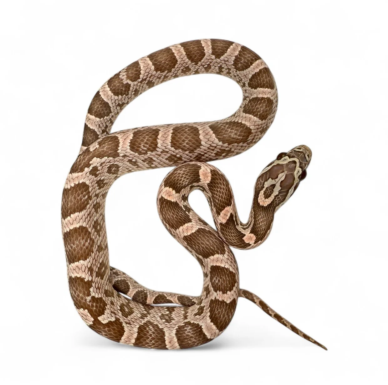 2025 Corn Snake - Ghost