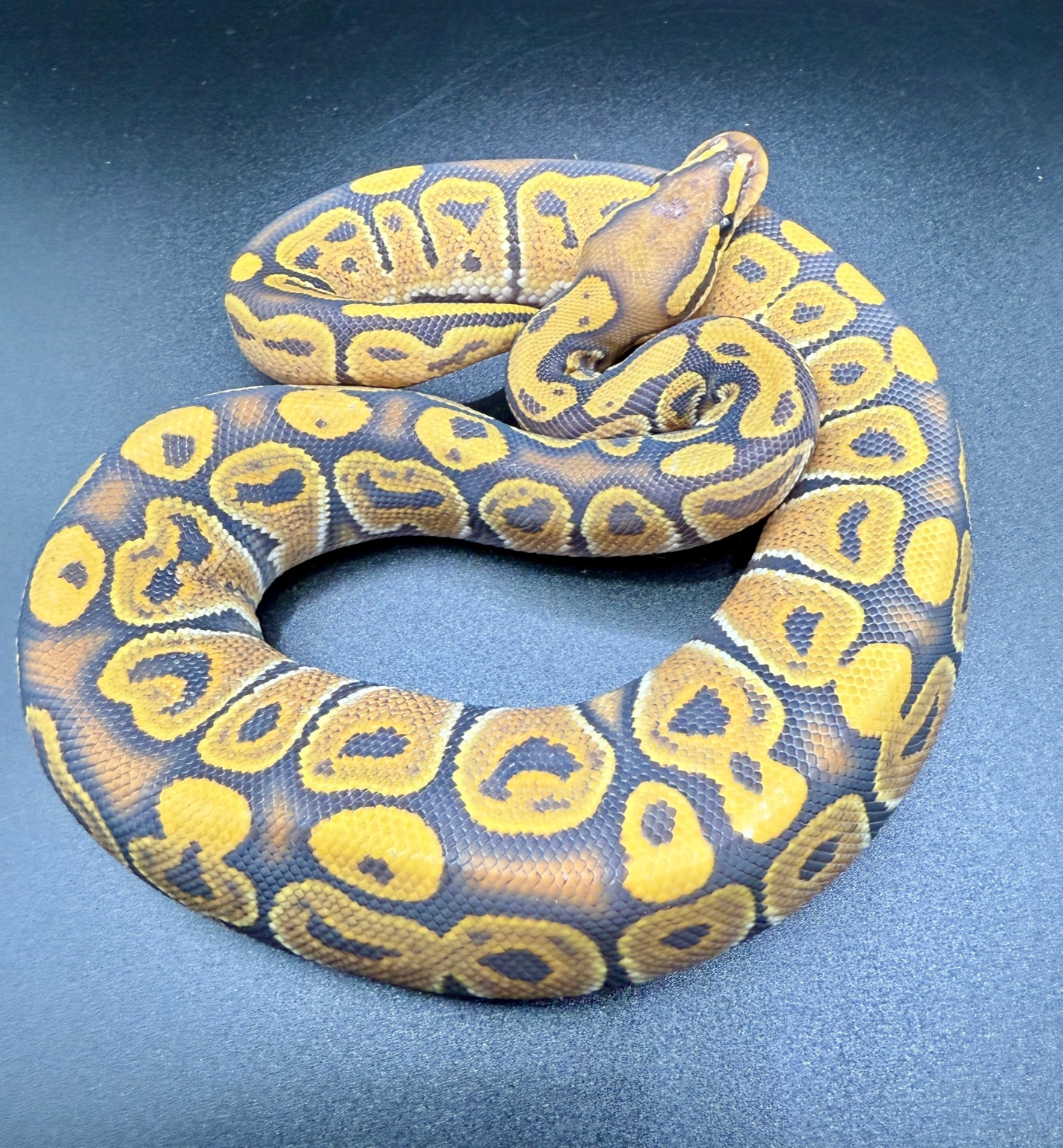 2025 Ball Python - Hypo (male)