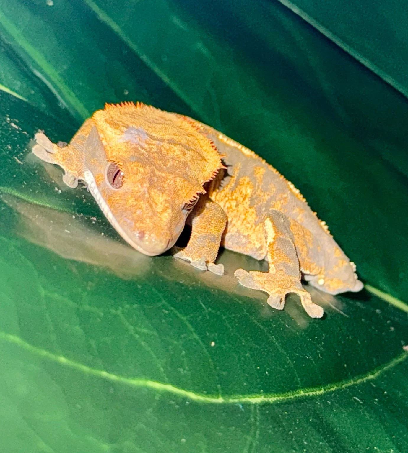 harlequin crested.jpeg