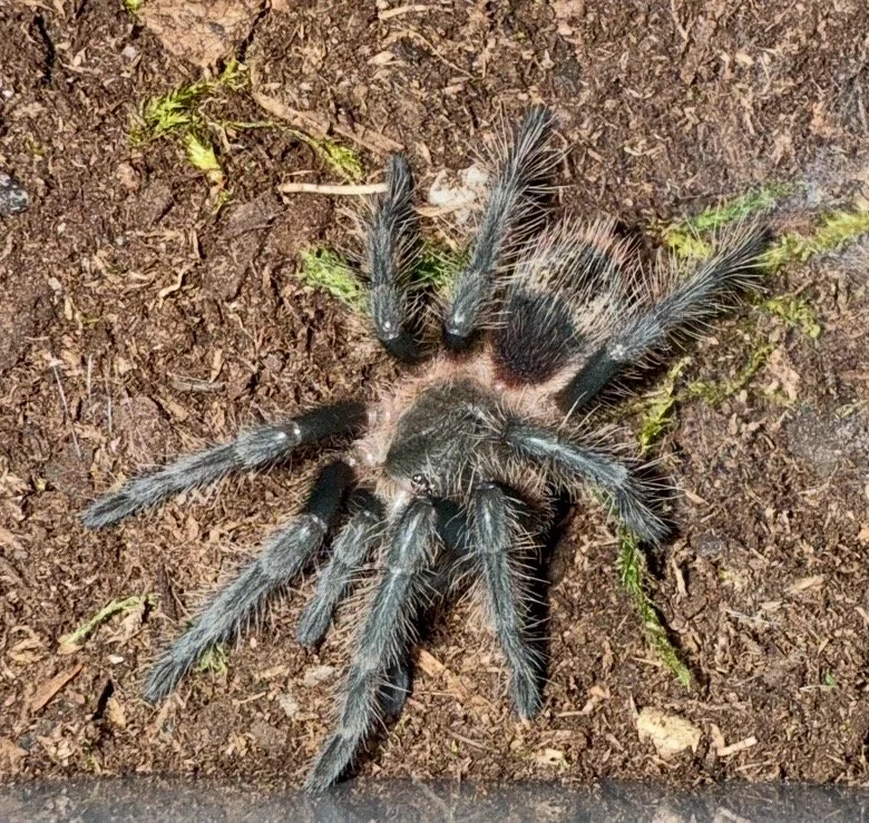 Guarani Giant (Grammostola grossa) 1.5 - 2"