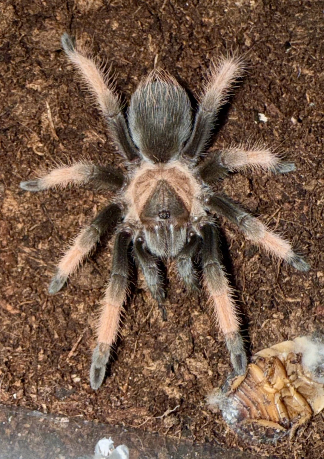 Mexican Redleg (Brachypelma emilia) 2 - 3"