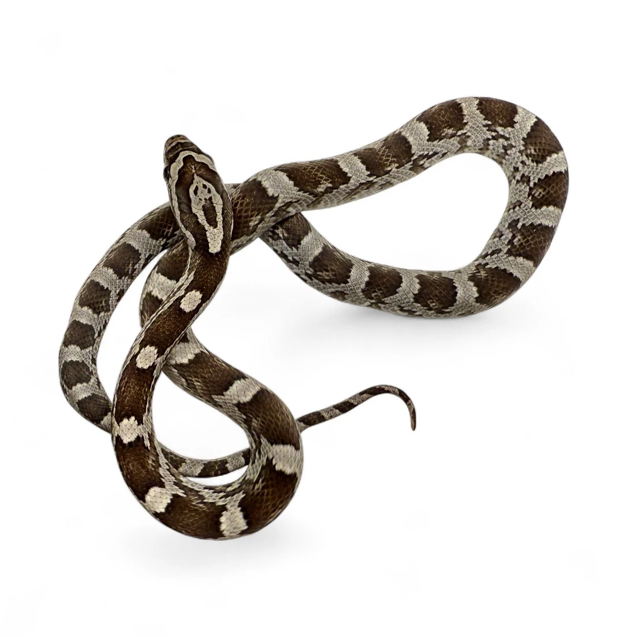 2025 Corn Snake - Anery