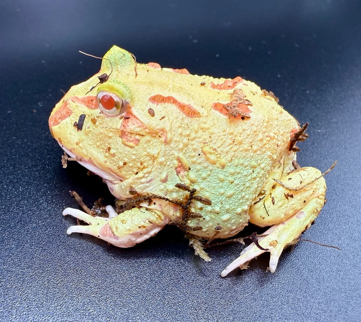 Pacman Frog - Albino