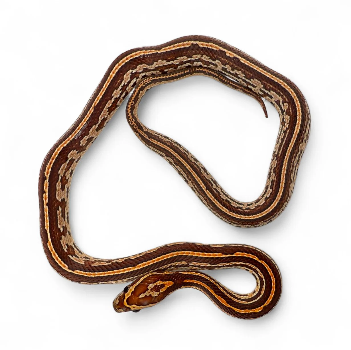2025 Corn Snake - Tessera