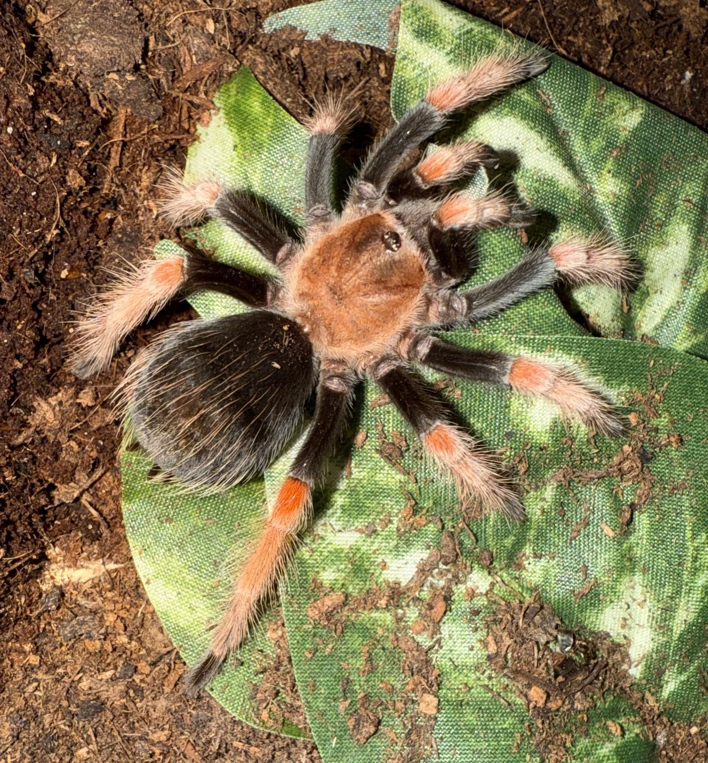 Mexican Fireleg (Brachypelma boehmei) 2 - 3"