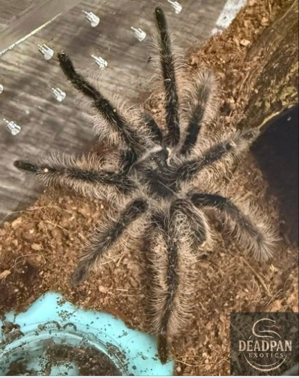 Curly Hair Tarantula (Tliltocatl albopilosus) 3 - 4"
