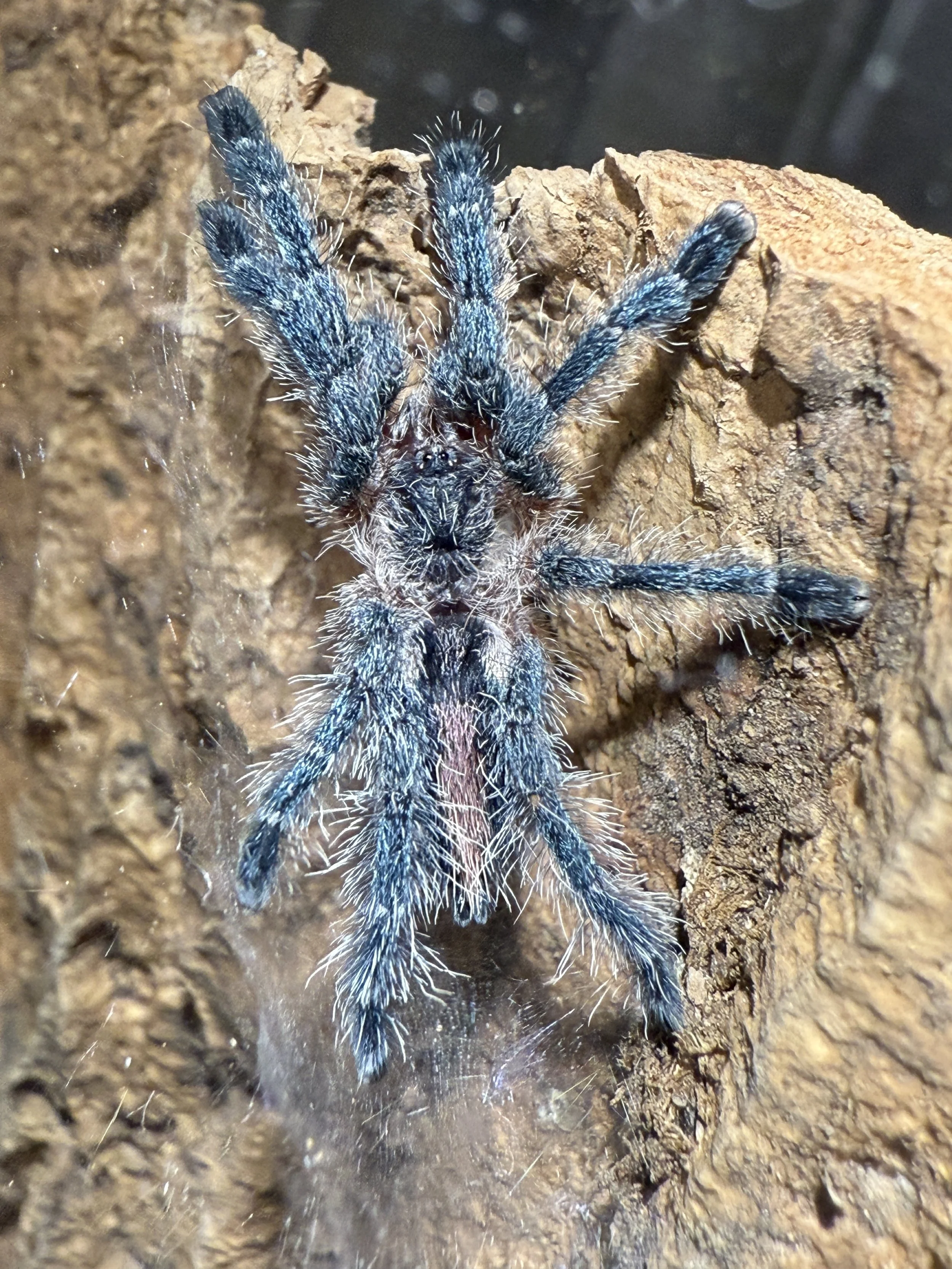 Amazon Purple Sapphire Pinktoe (Ybyrapora sooretama) 1.5 - 2"