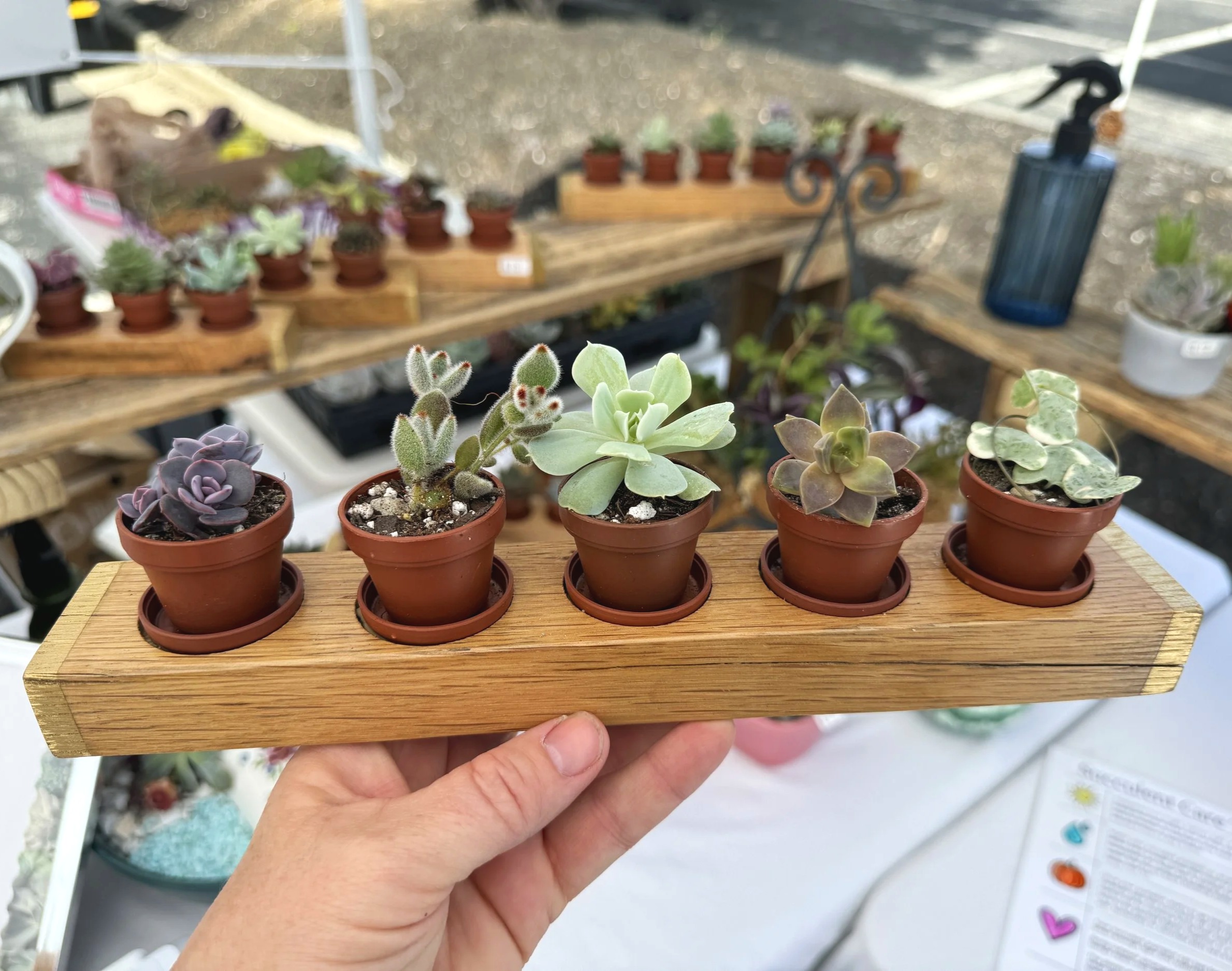 Hand holding a wooden planter with five small potted succulents, each in a terracotta pot, at a plant sale or display.