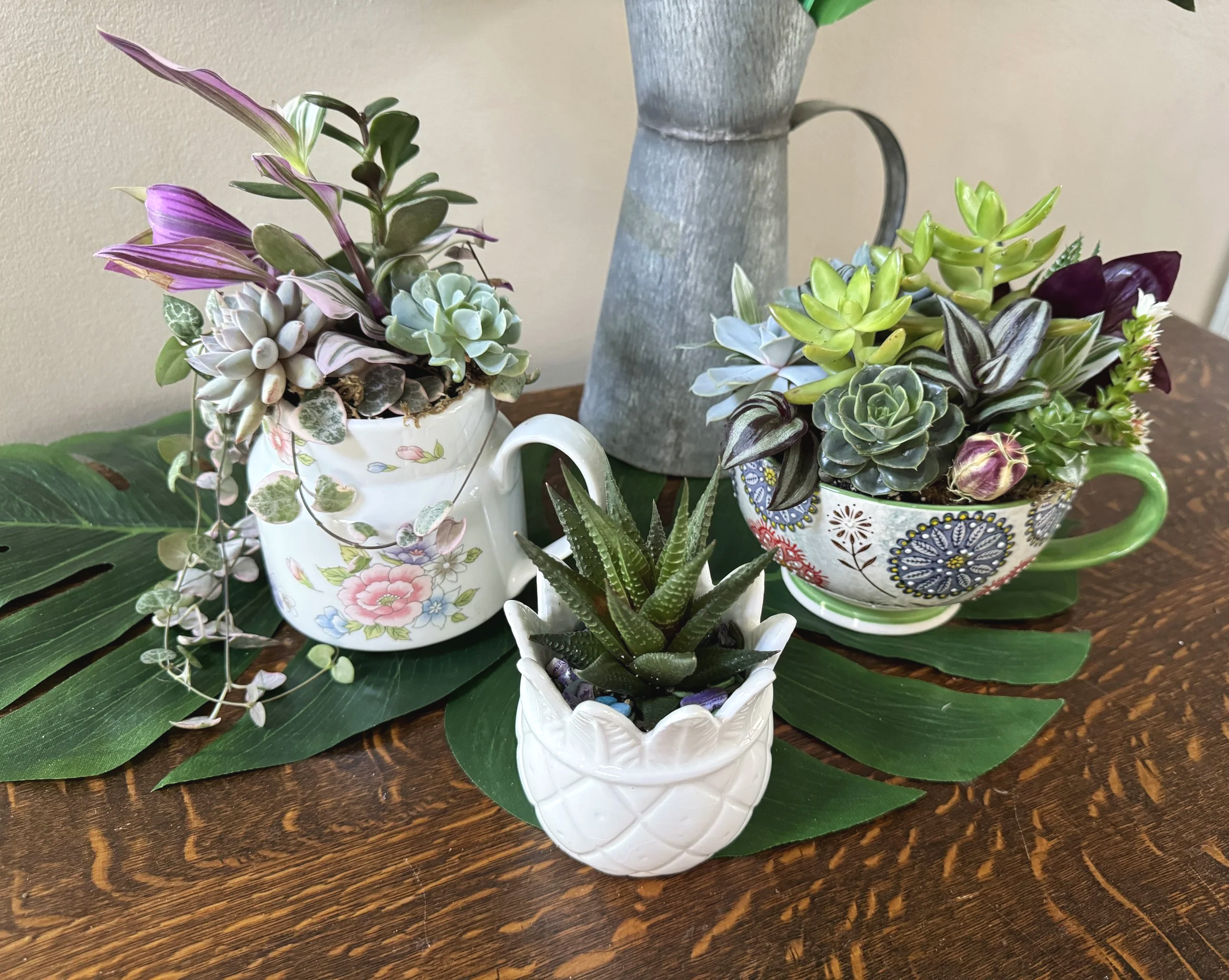 Three potted succulents on a wooden table with large green leaves underneath, a tall metal watering can in the background.