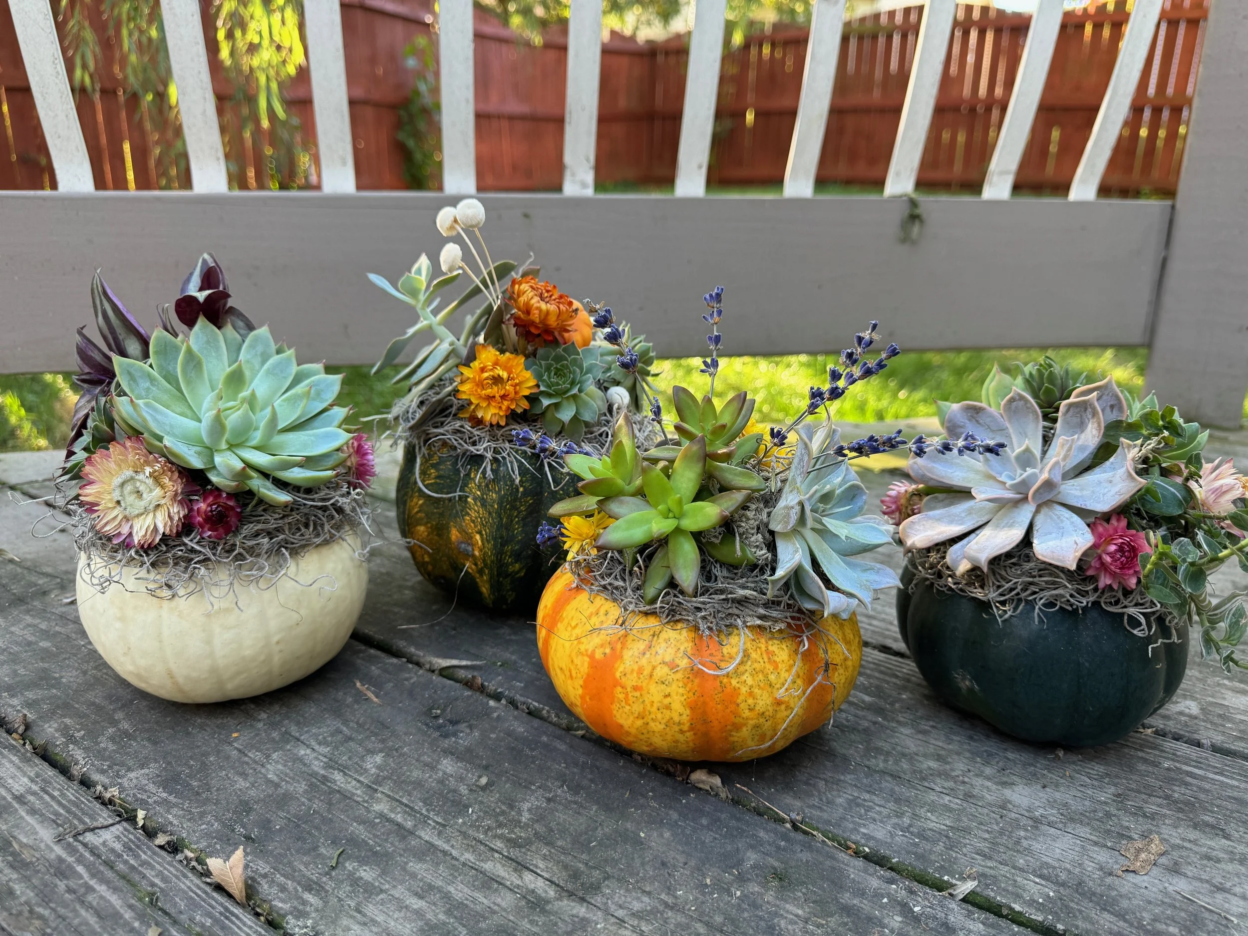 Four gourds and pumpkins, each topped with assorted succulent plants and small flowers, placed on a weathered wooden surface outdoors with a dark stained wooden fence and some greenery in the background.
