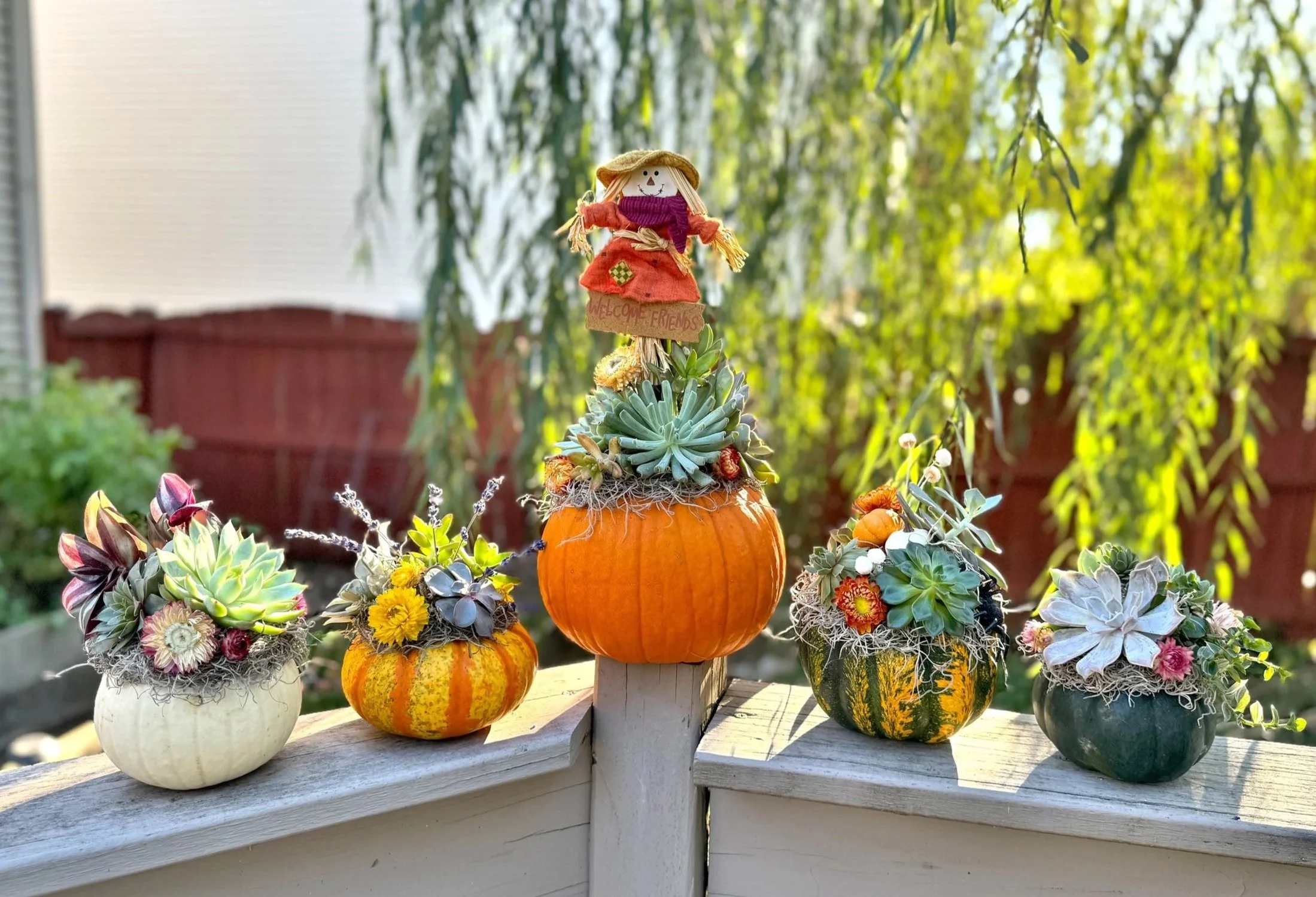Decorative pumpkins with succulent arrangements on top on a white porch railing, with a scarecrow figurine on top of the central pumpkin, set outdoors with trees and a red wooden fence in the background.
