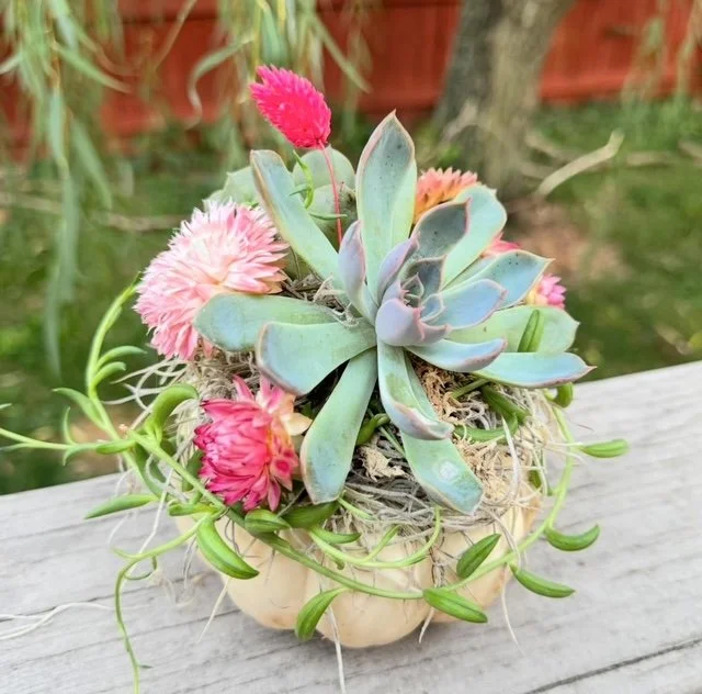 A small white pumpkin with colorful succulents and pink flowers arranged on top, set on a wooden surface outdoors.