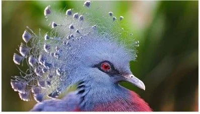 Fiction Friday: About a Bird