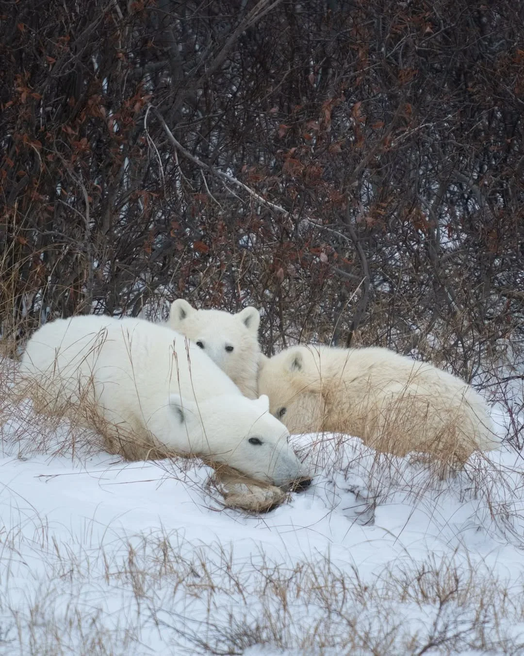 Canada Goose ‘Snow Goose’ FW25