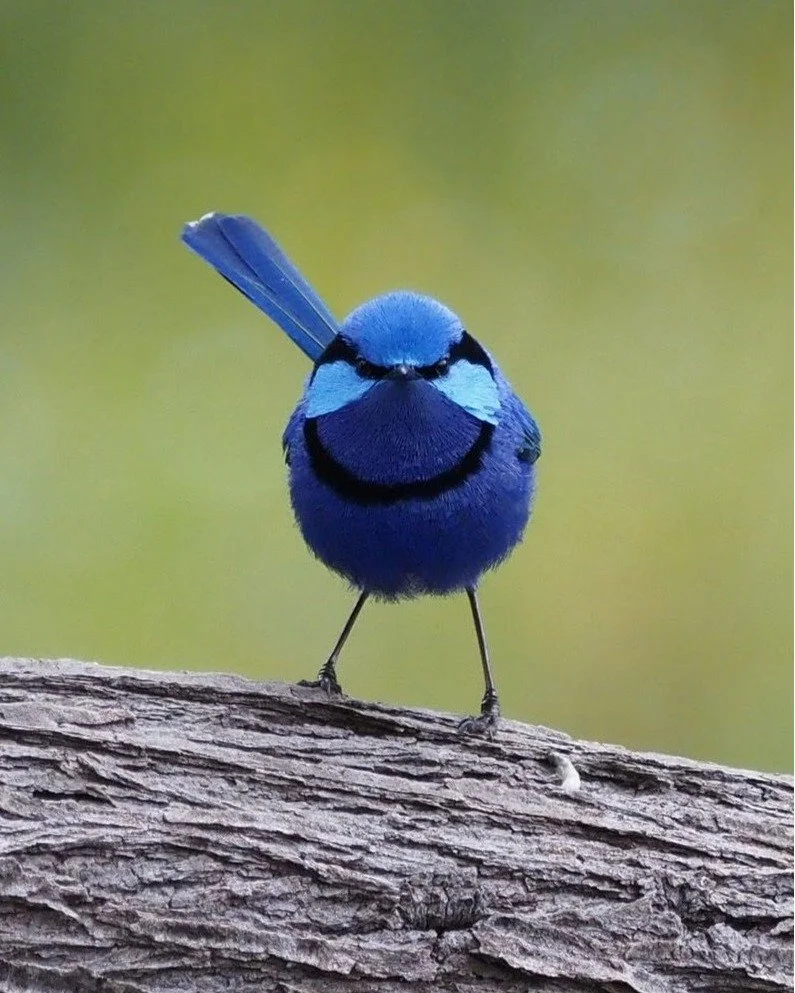 Summer is coming in Success... but did you catch the gorgeous spring?
🌸🐦
Here are some photos of fairy wrens and flowers captured right here in Success by local residents. Do you have any photos of our local flora and fauna? Send them to us and we'
