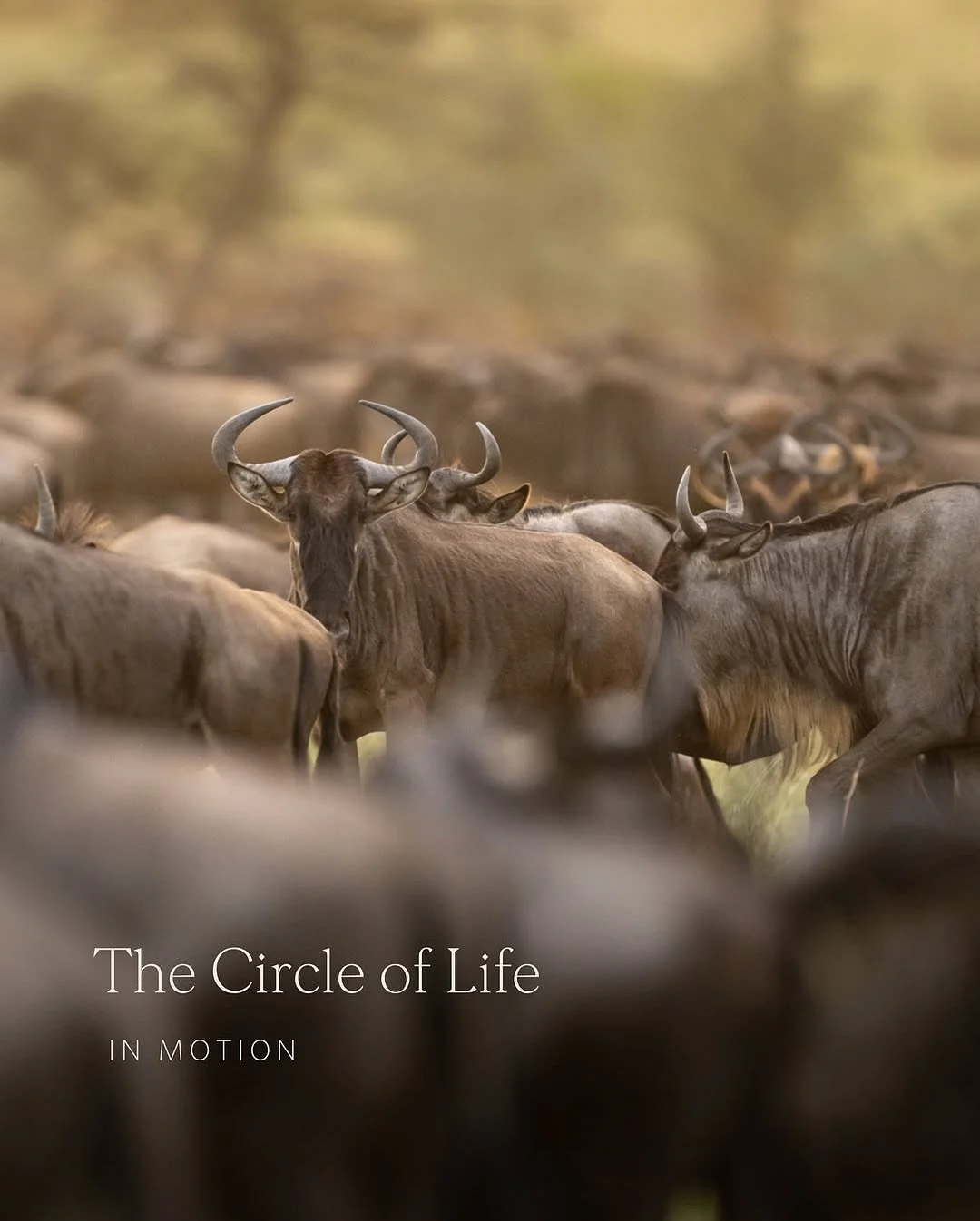 Our excitement is building as we curate a bespoke African safari experience at @singita_’s exceptional luxury lodges. In the meantime, we are enjoying Singita’s beautiful images of the #GreatMigration. 
Reposted from @singita_. Follow th