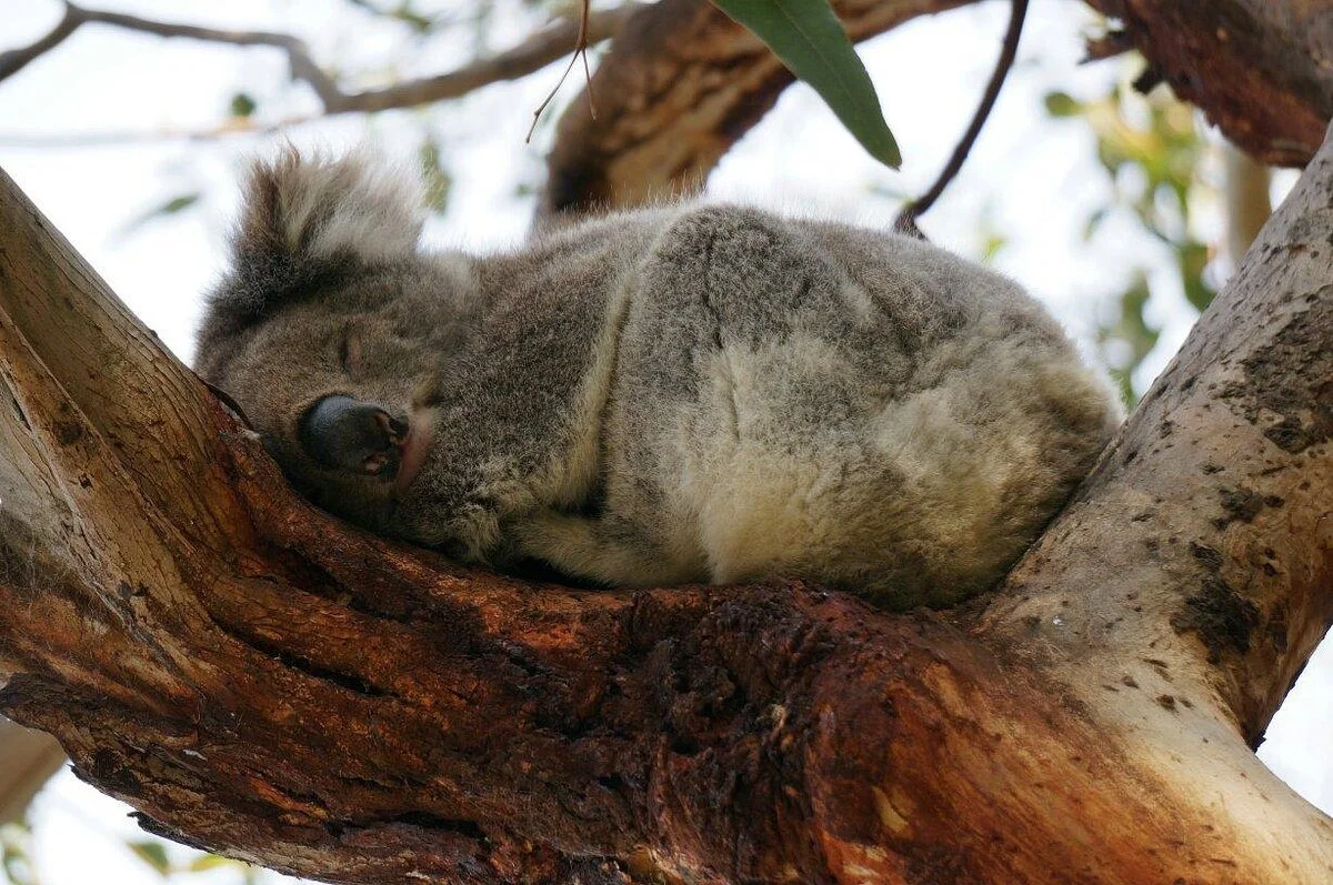 sleeping-koala.jpg