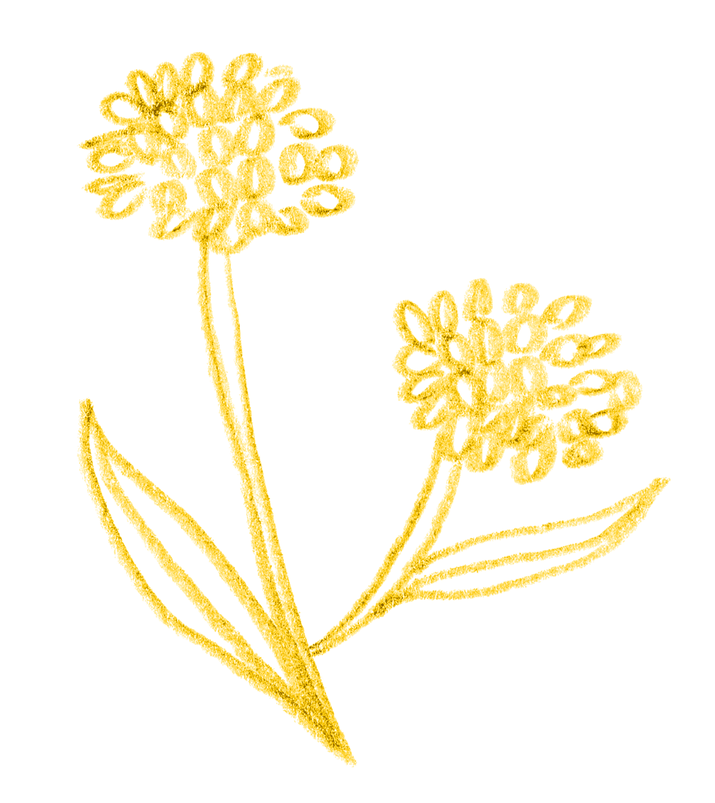 黄色の花のイラスト
