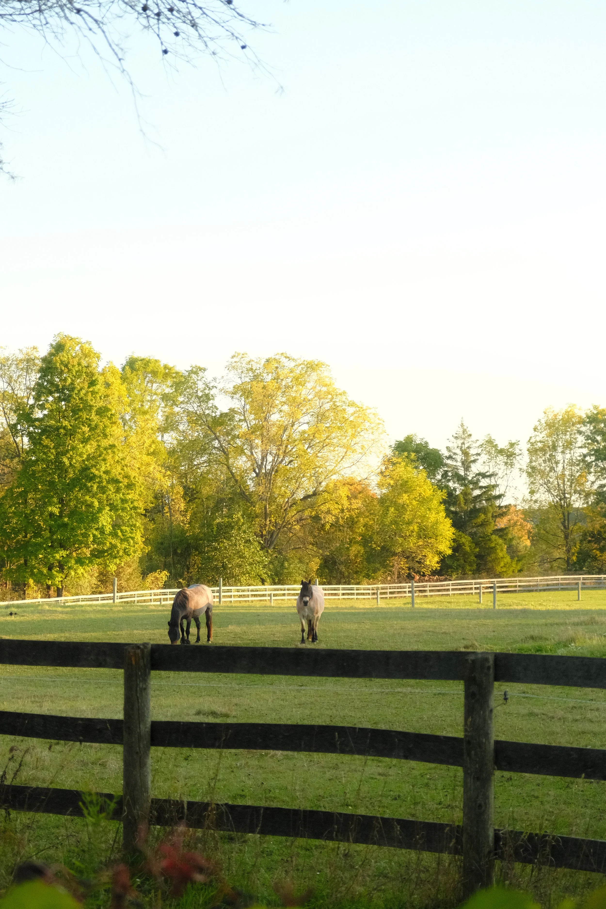 Copy of DSCF0245.JPG