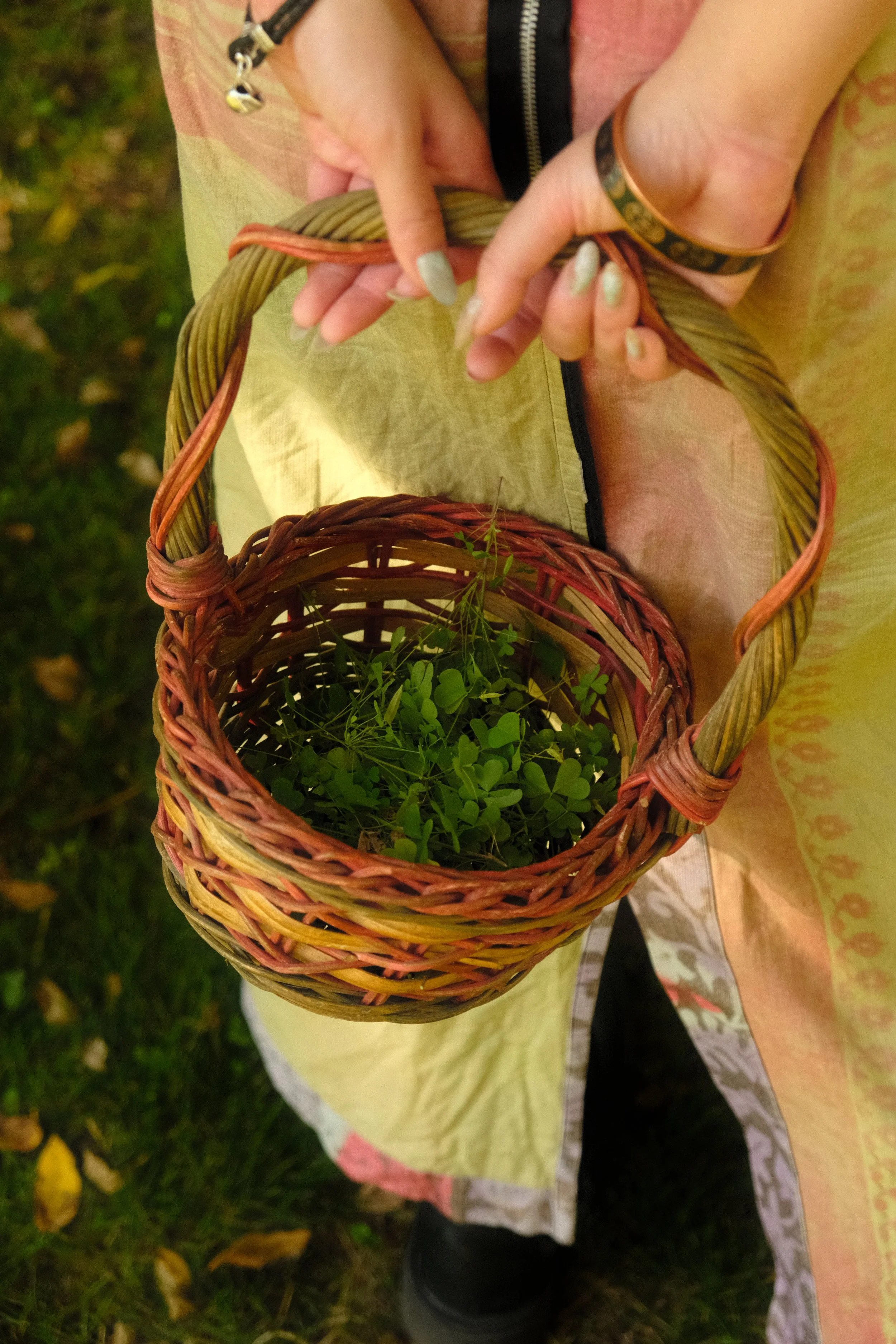 Person holding a small basket filled with fresh green clovers, outdoors with grass and yellow leaves on the ground.