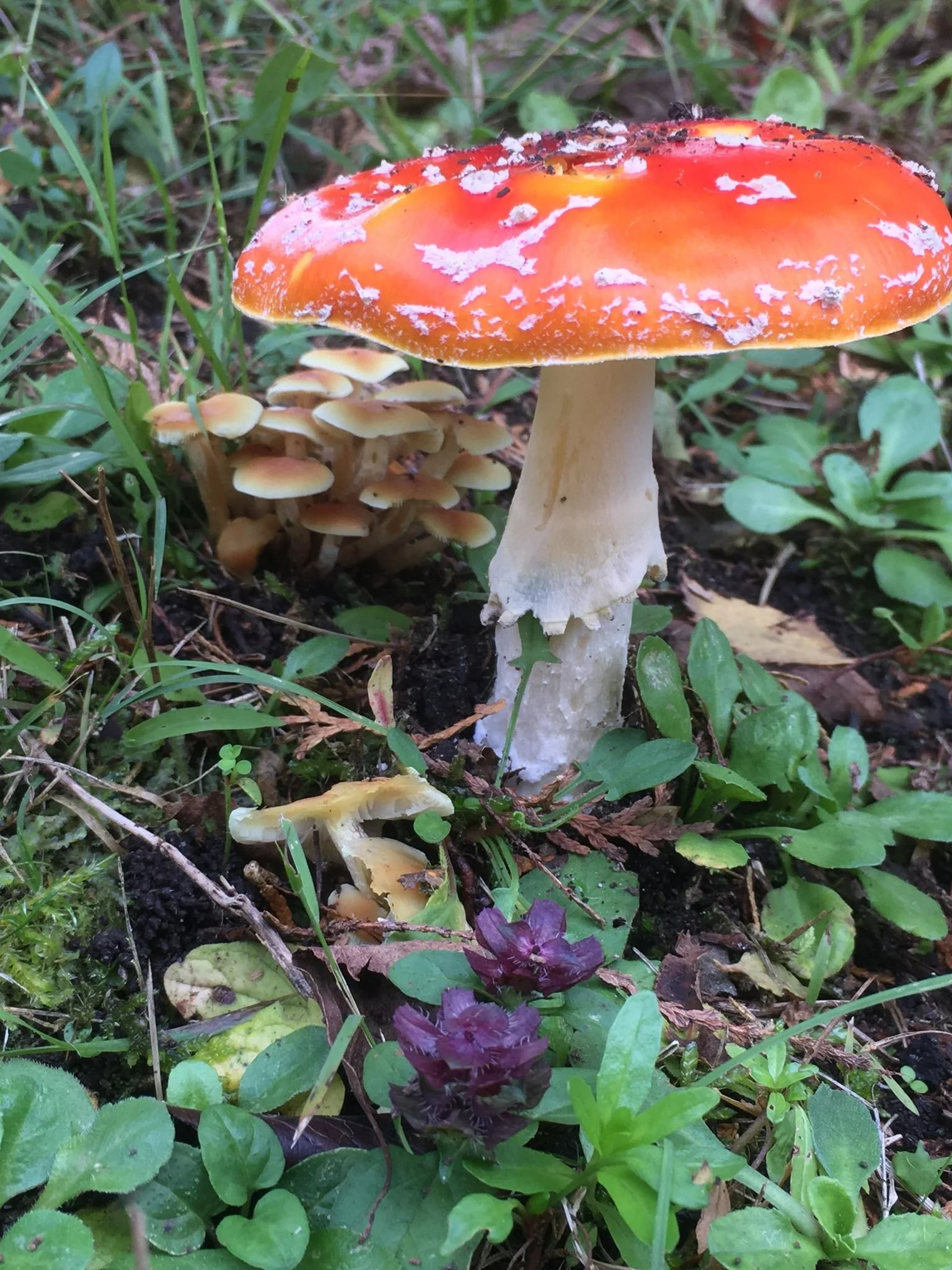 A group of red and orange Amanita muscaria mushrooms growing in grass and leaves.