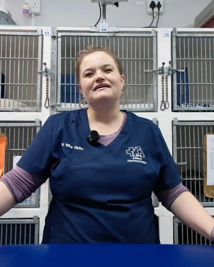 Before you slip your dog a festive bite&hellip; stop.

This video sets the scene &mdash; swipe through to learn which Christmas foods aren&rsquo;t dog-friendly, and why it matters.

#ashburnevet #durban #umhlanga #southafrica #veterinary vet veterina