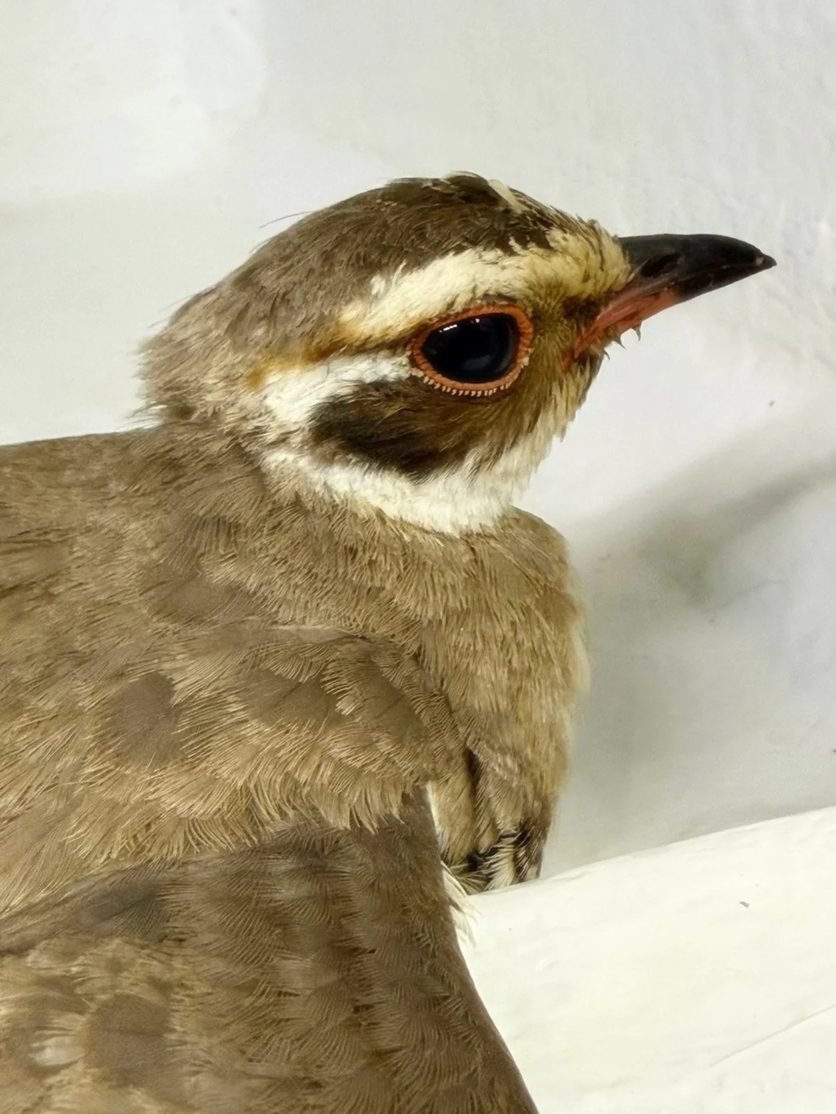 Very cool birdie! 

Bronze-winged Courser &mdash; an uncommon vagrant south of Richards Bay. 

Those large eyes are a giveaway: they&rsquo;re nocturnal, heading out after dark to hunt insects. Known to be monogamous, they&rsquo;re a fascinating remin