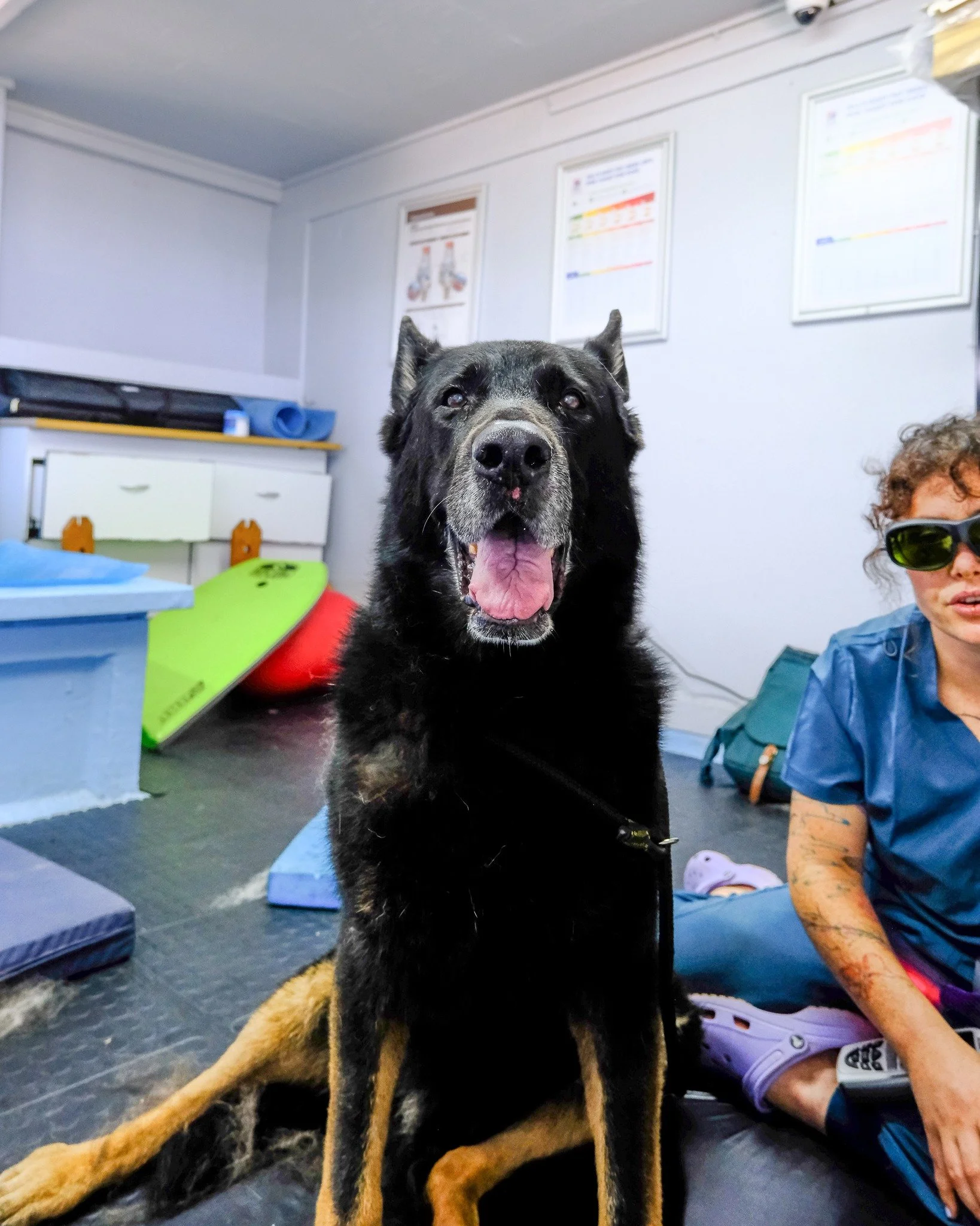 Meet Knight 🐾 As dogs get older, stiff and sore joints can become part of everyday life. 

Knight came in to see Physio Dani to help ease his joint pain and gently strengthen his muscles. With the right support, senior dogs can stay comfortable and 