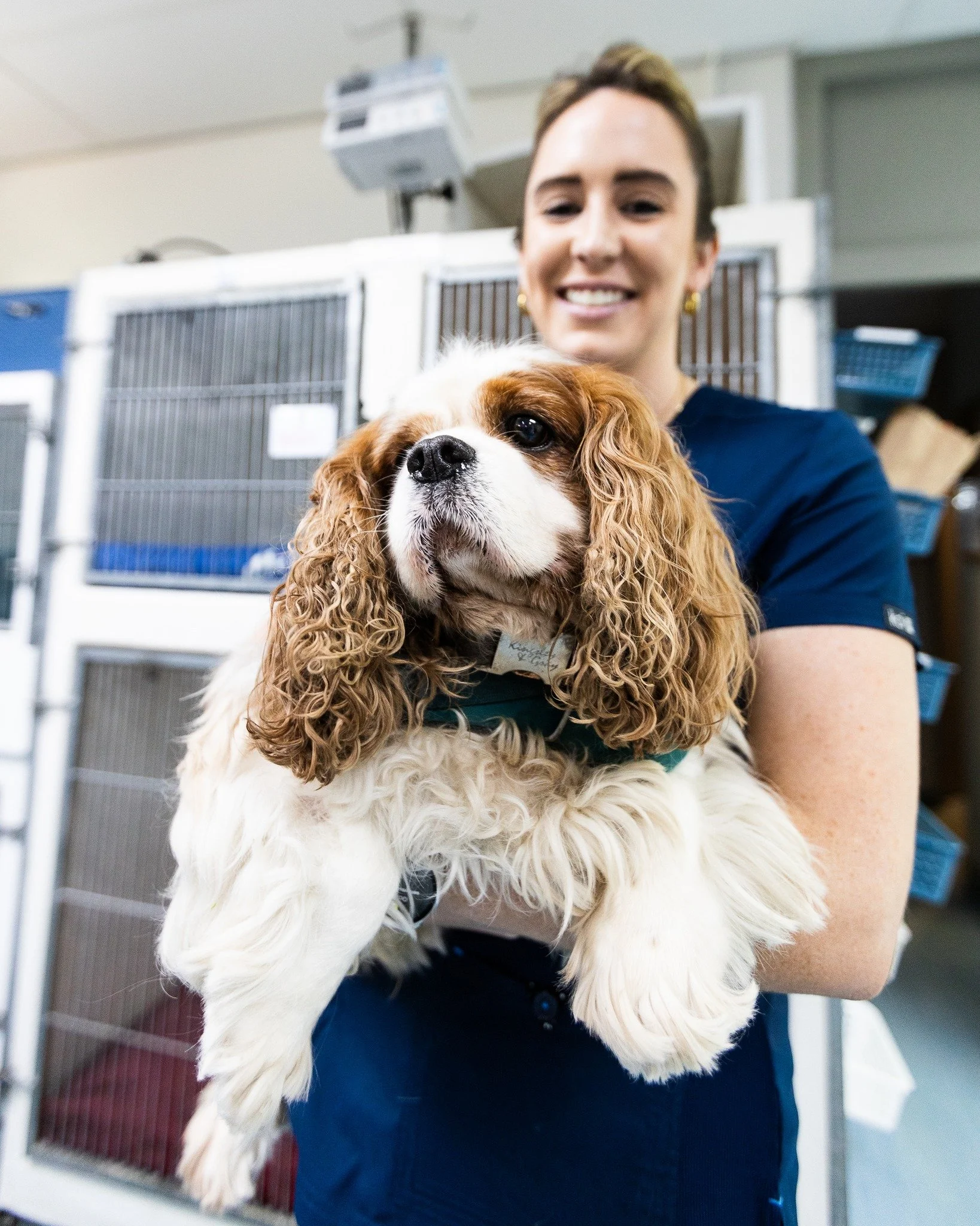 Those ears deserve their own moment 😍 

This sweet King Charles Cavalier popped in for a visit and instantly stole our hearts. 

📞 Call 031 562 1037 to book an appointment.

#ashburnevet #durban #umhlanga #southafrica #veterinary