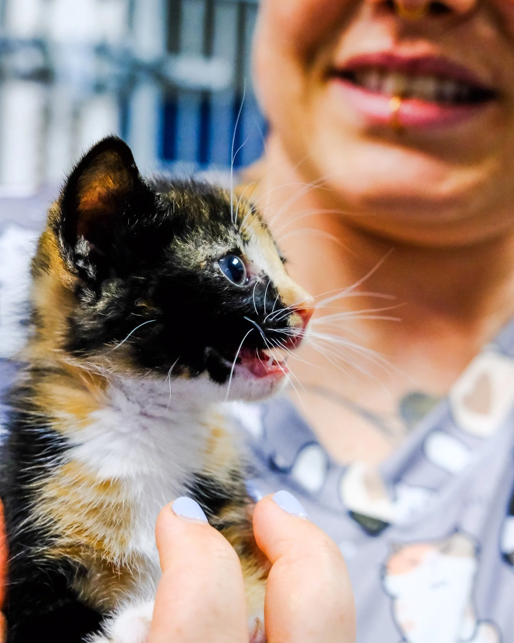 Say &lsquo;hello&rsquo; to Cinnamon 🐱 You might remember from an earlier post! 

Small, sweet, and has stolen (staffmember name) heart and home 🤍 

📞 031 562 1037