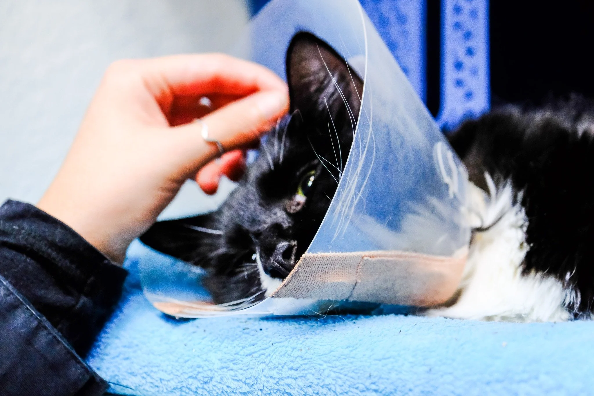 Cats are not always fans of cones, bandages, or being handled 😼 But tools like buster collars and bandaging play a vital role in protecting wounds, supporting healing, and preventing setbacks. 

Sometimes the things they dislike the most help them h