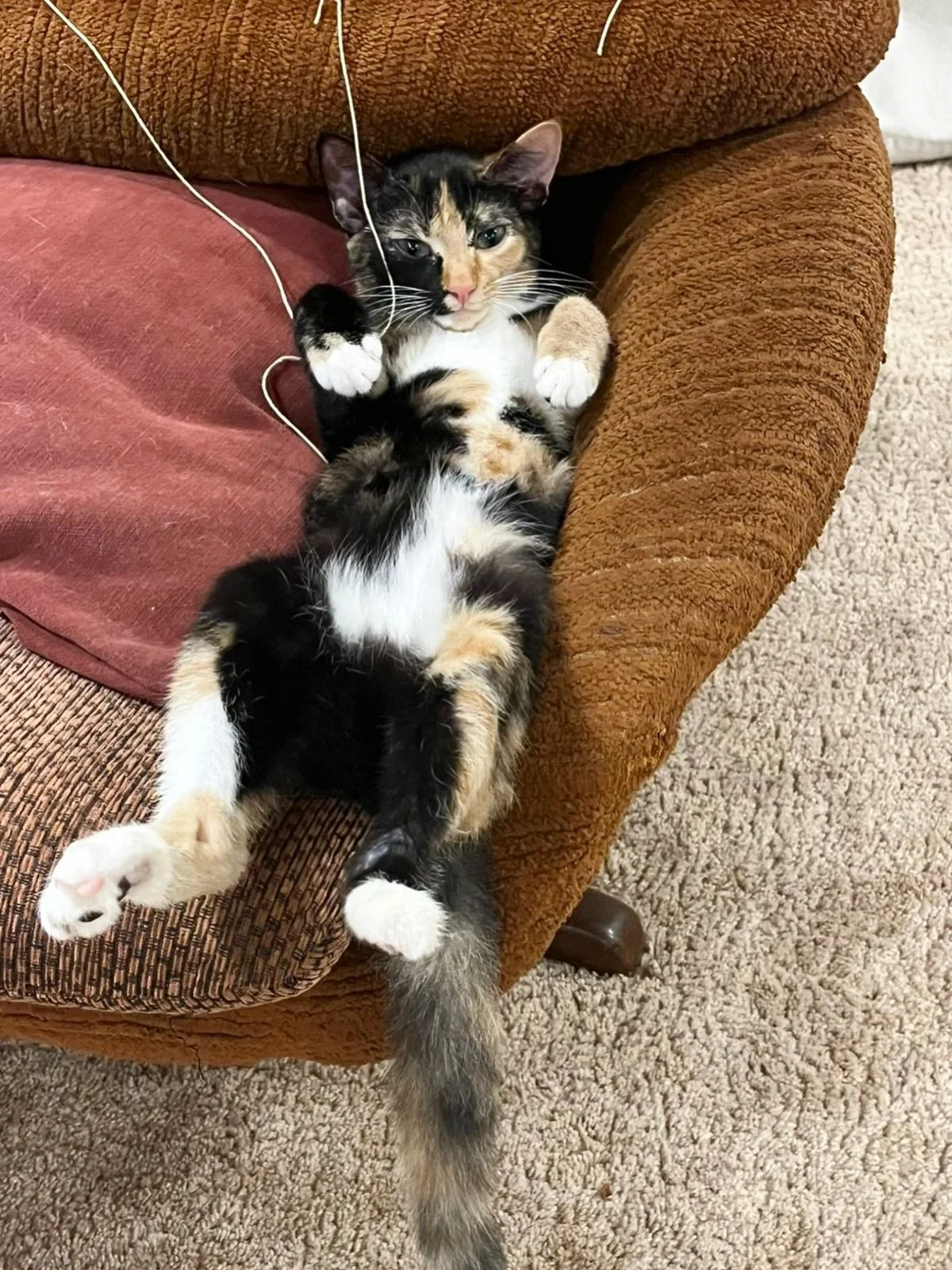 Remember Cinnamon? 

A few months later, and she&rsquo;s thriving! Three legs and all! 

If something warms your heart today, then this is it ❤️

Go Cinnamon! 

#ashburnevet #durban #umhlanga #southafrica #vetbrands