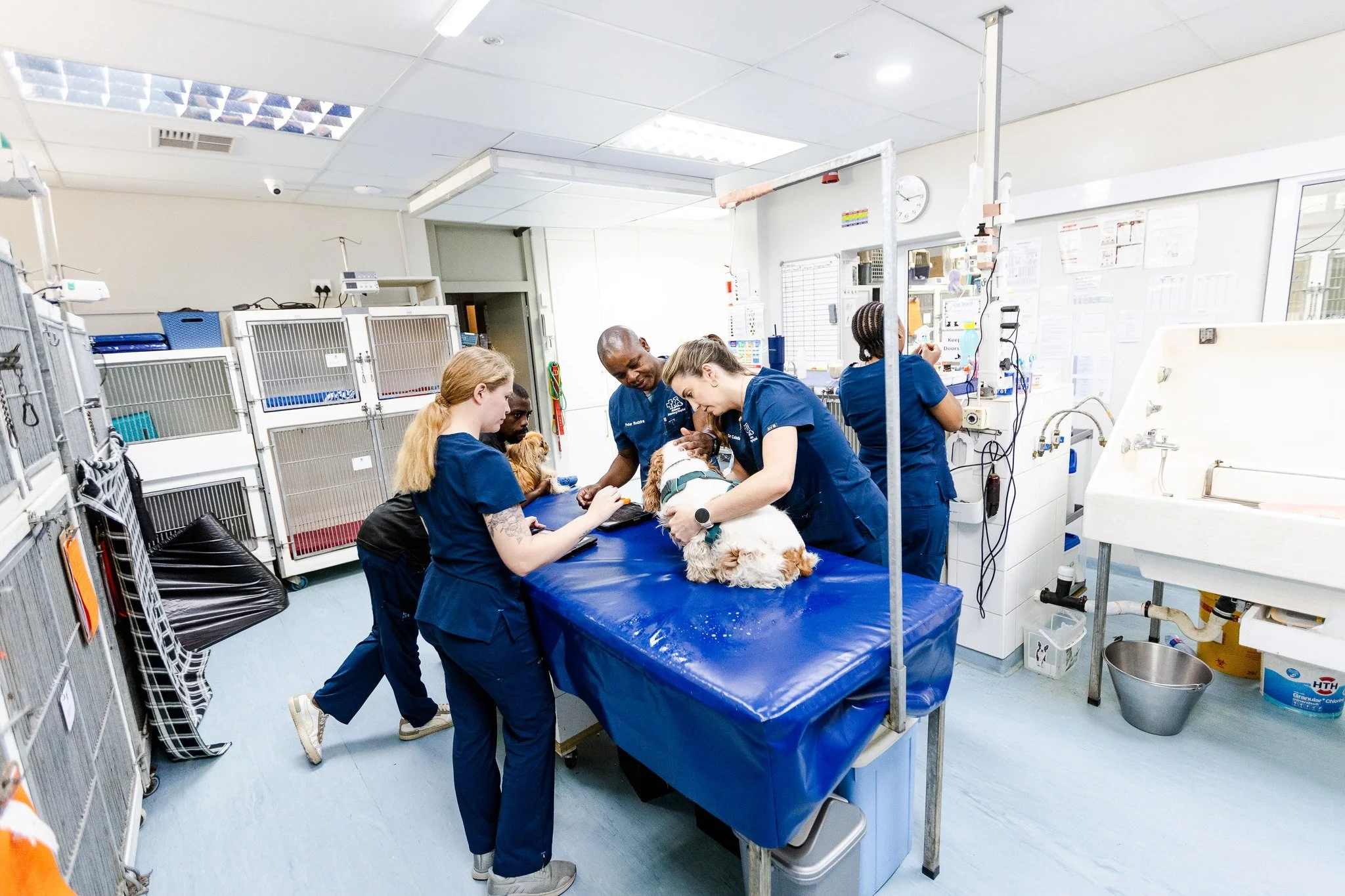 Behind every consult is a busy hub where everything comes together. Our passageway is where the admin happens, teams connect, and the day keeps moving.
It&rsquo;s all part of what keeps Ashburne running smoothly 🐾

#ashburnevet #durban #umhlanga #so