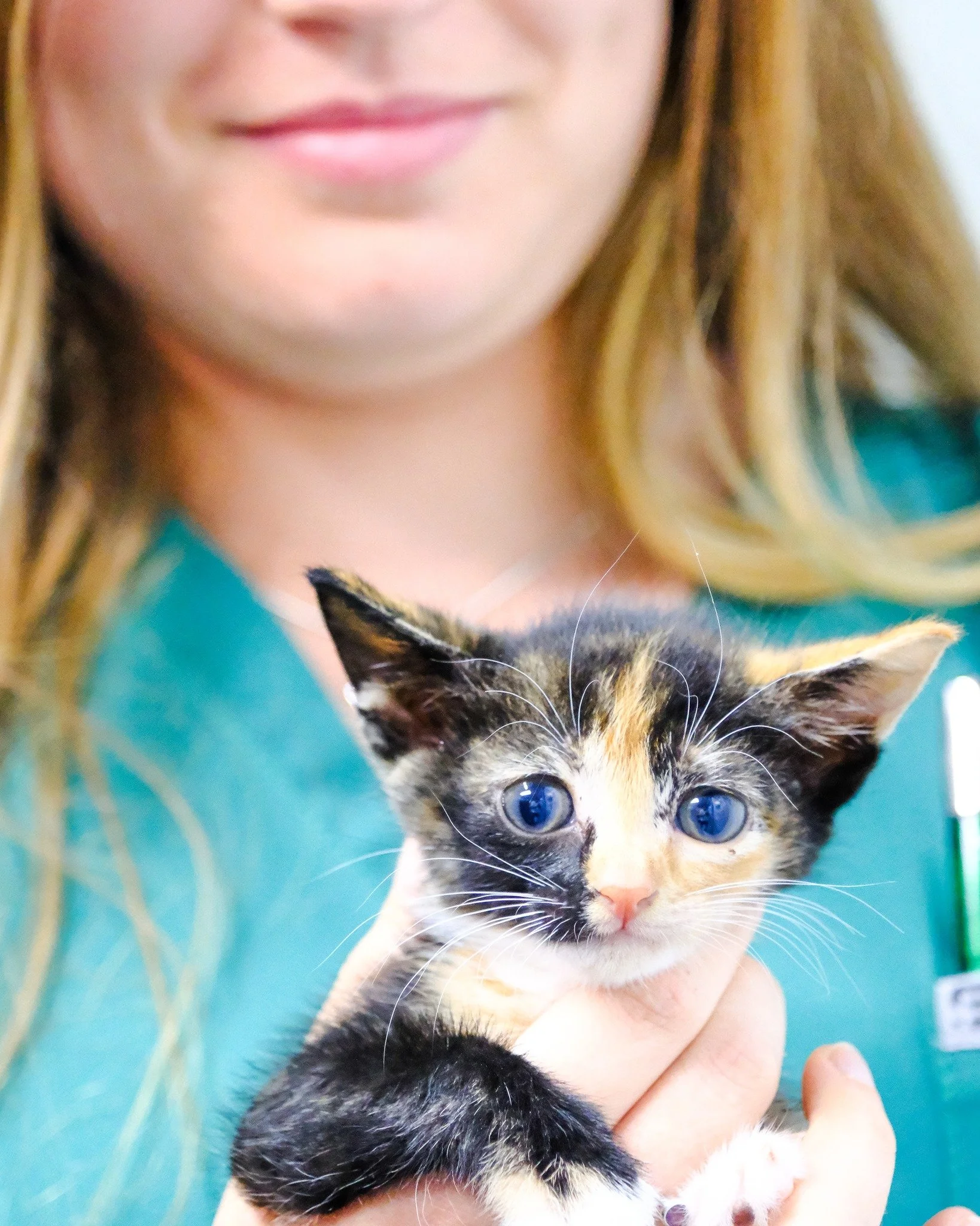 Cinnamon is such an underrated spice, we thought you might want to see her thrice 🐱 

#ashburnevet #durban #umhlanga #southafrica #veterinary